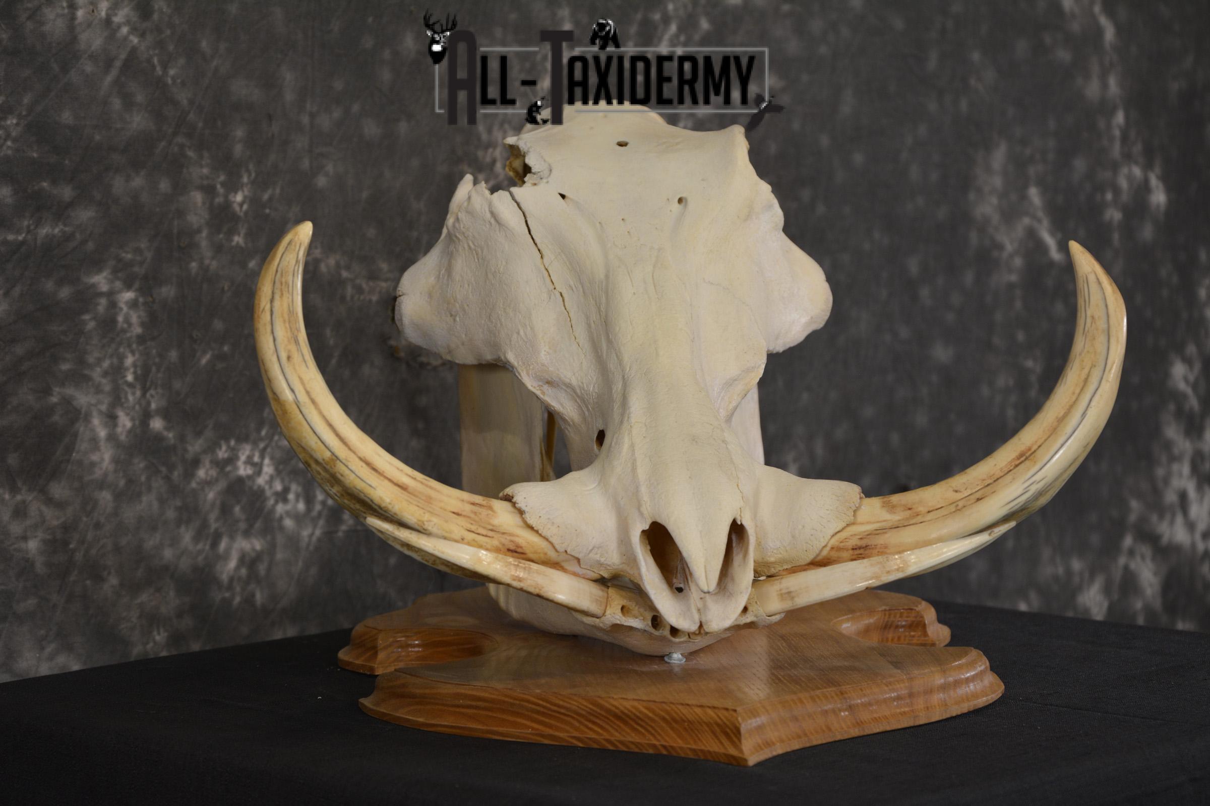 African Warthog taxidermy skull for sale * SKU 2017 - Image 2