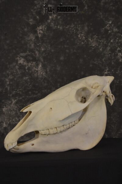African Zebra taxidermy skull with jaw for sale * SKU 2016