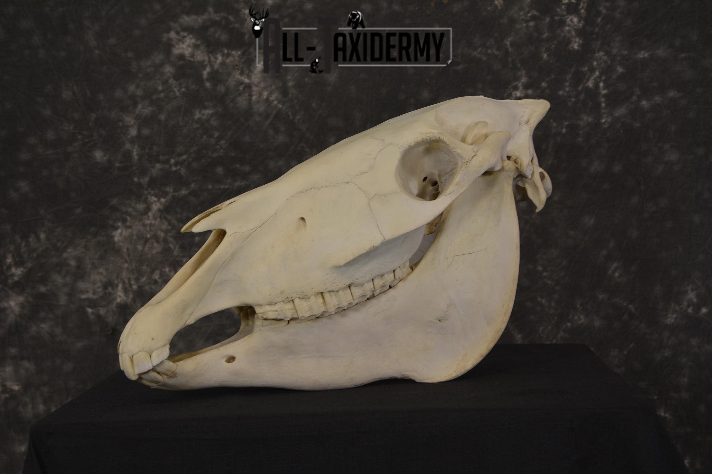 African Zebra taxidermy skull with jaw for sale * SKU 2016 - Image 7