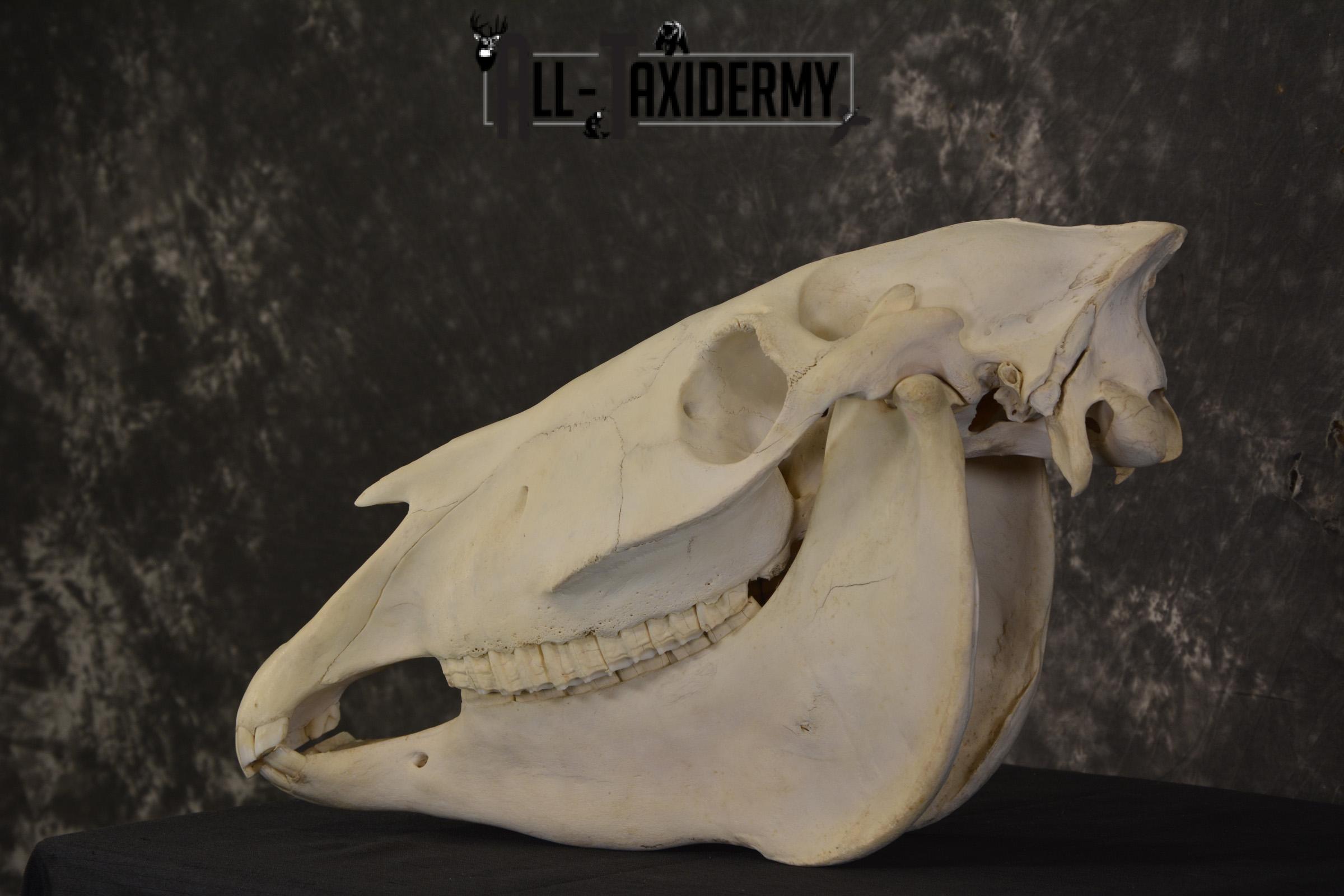 African Zebra taxidermy skull with jaw for sale * SKU 2016 - Image 6