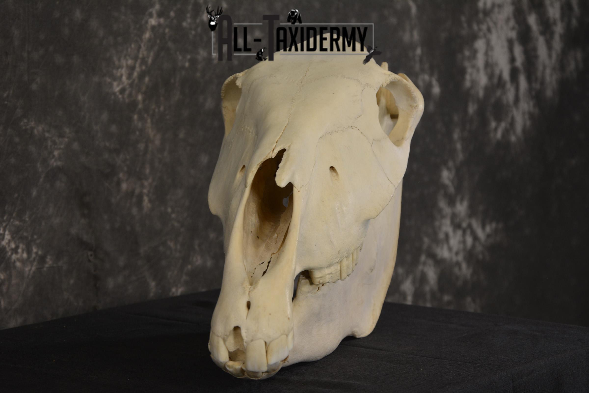African Zebra taxidermy skull with jaw for sale * SKU 2016 - Image 3
