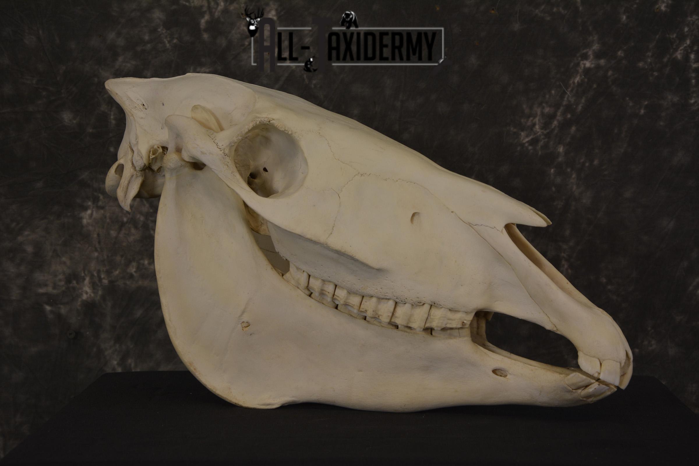 African Zebra taxidermy skull with jaw for sale * SKU 2016 - Image 2