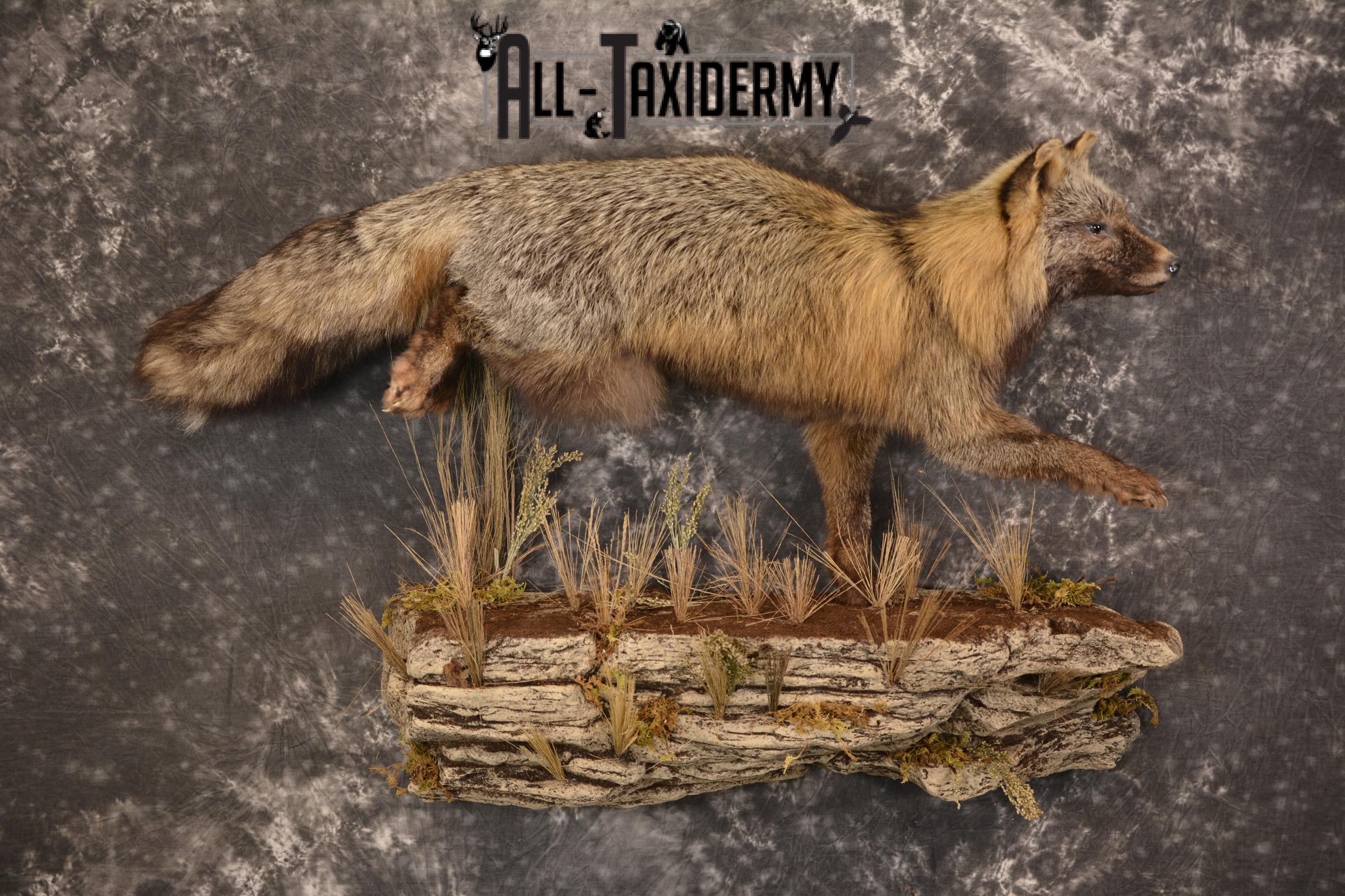 Dark Chocolate Cross Fox full body taxidermy mount for sale * SKU 2053 - Image 9