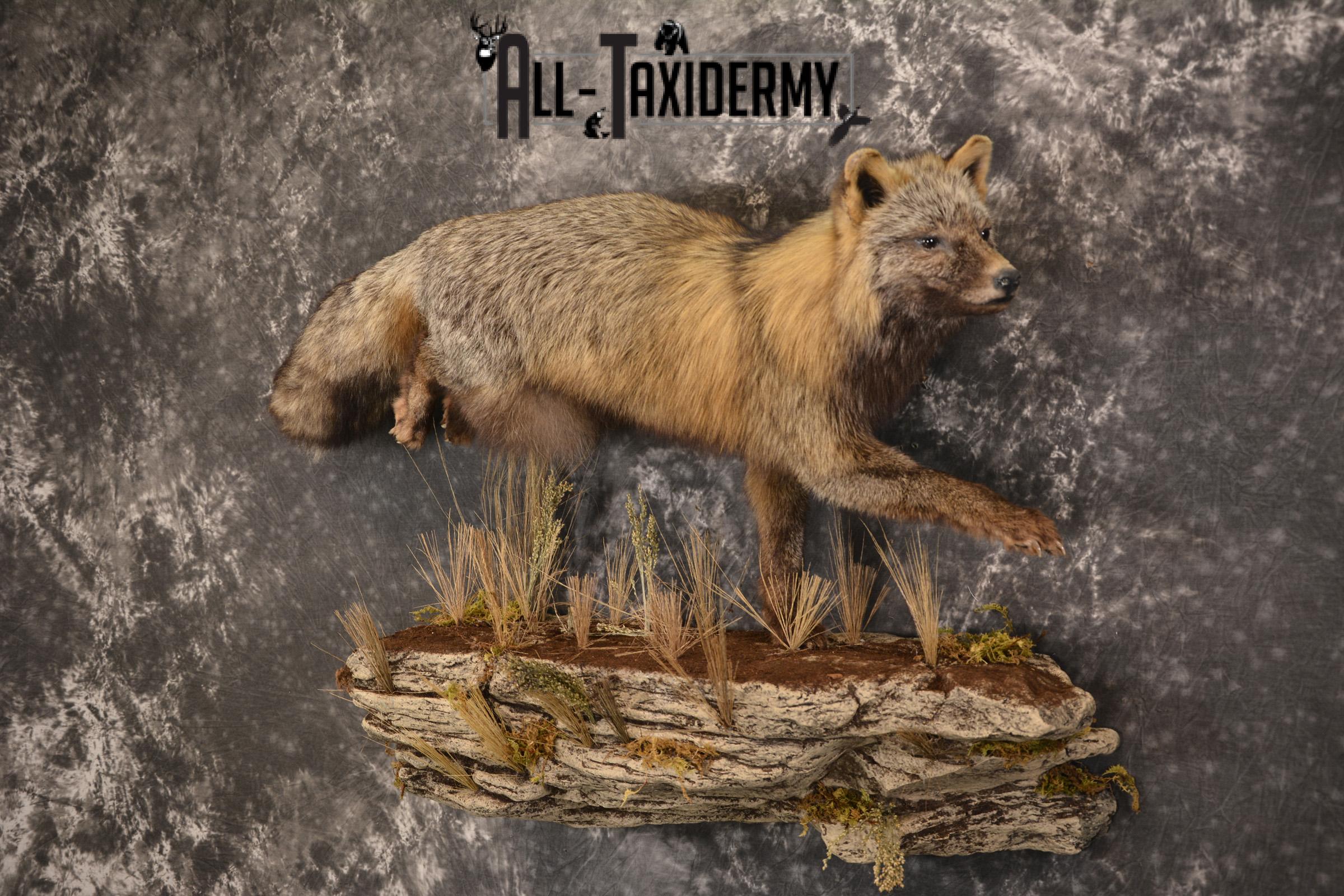 Dark Chocolate Cross Fox full body taxidermy mount for sale * SKU 2053 - Image 8