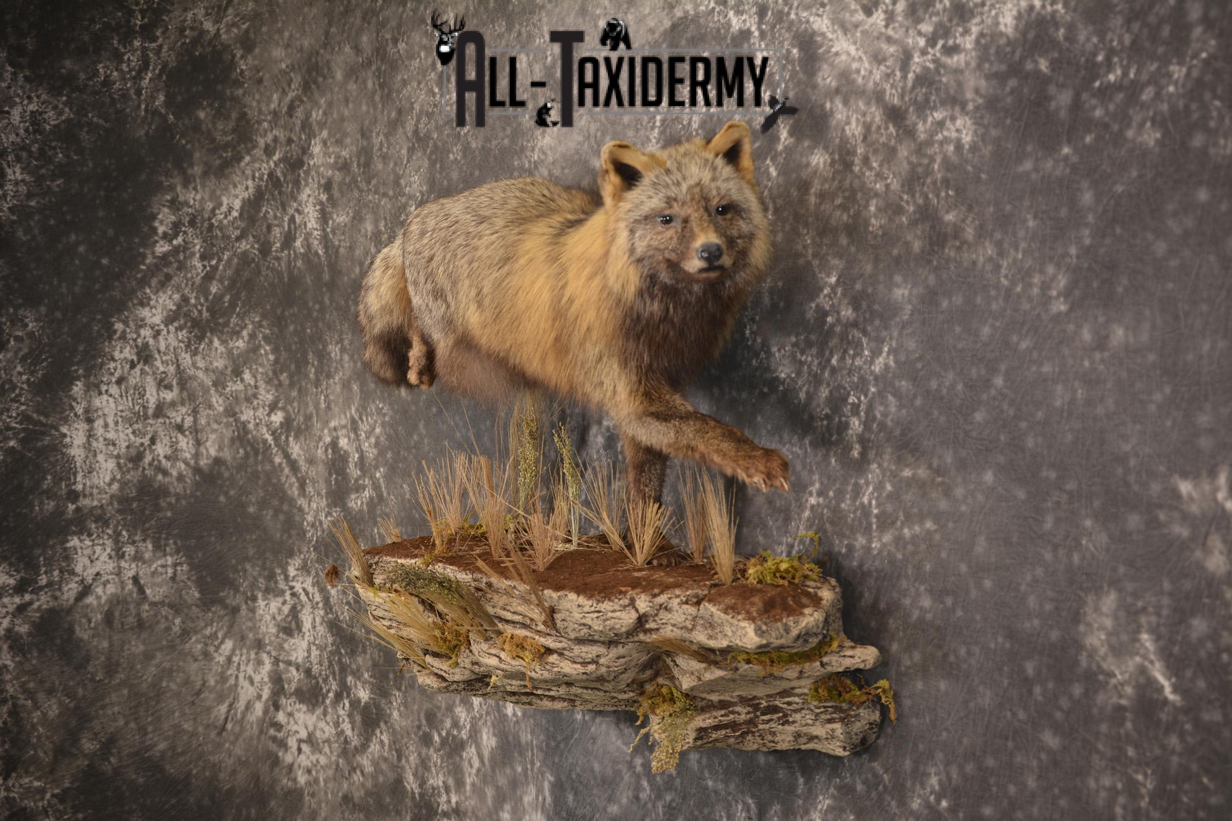 Dark Chocolate Cross Fox full body taxidermy mount for sale * SKU 2053 - Image 7