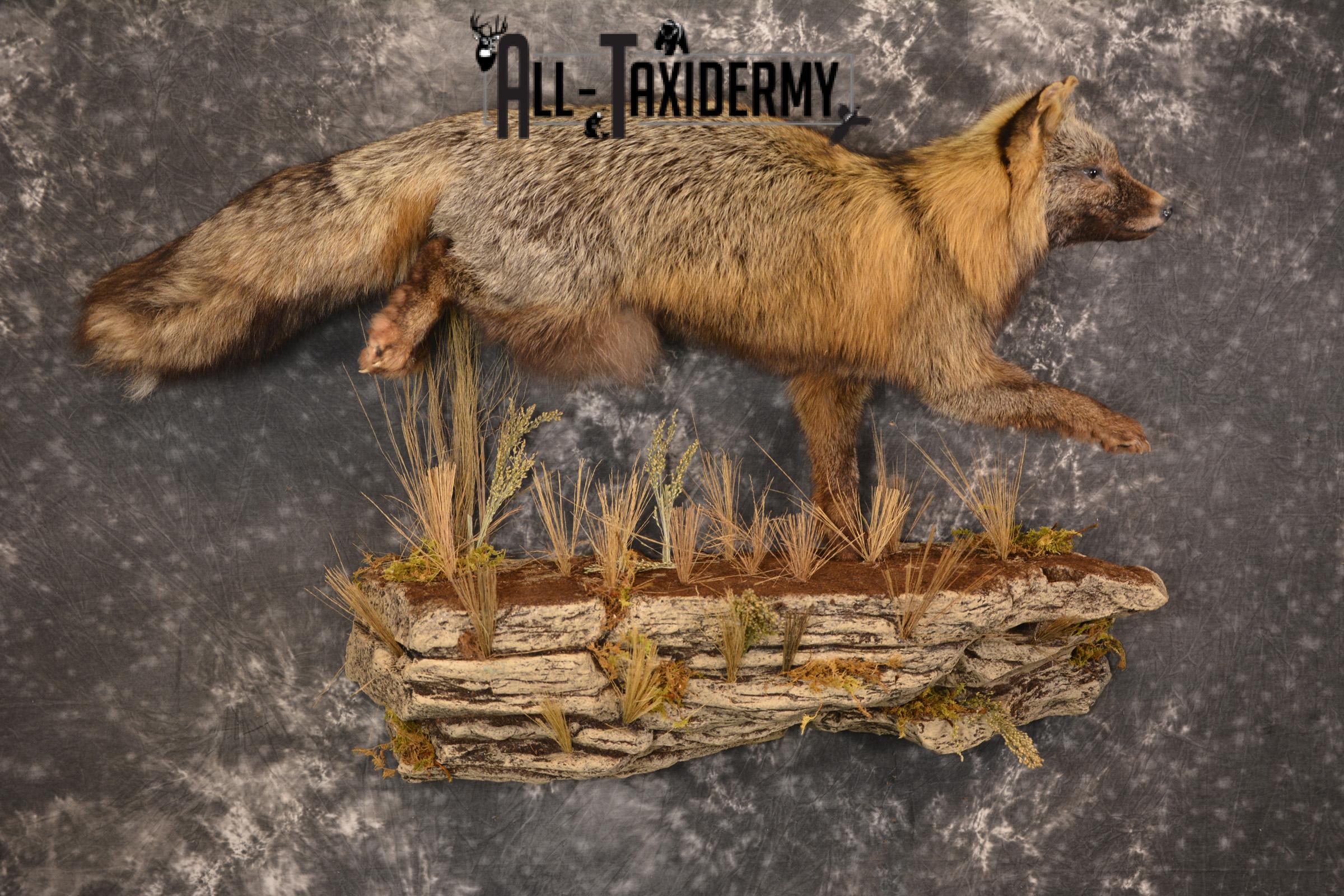 Dark Chocolate Cross Fox full body taxidermy mount for sale * SKU 2053 - Image 6