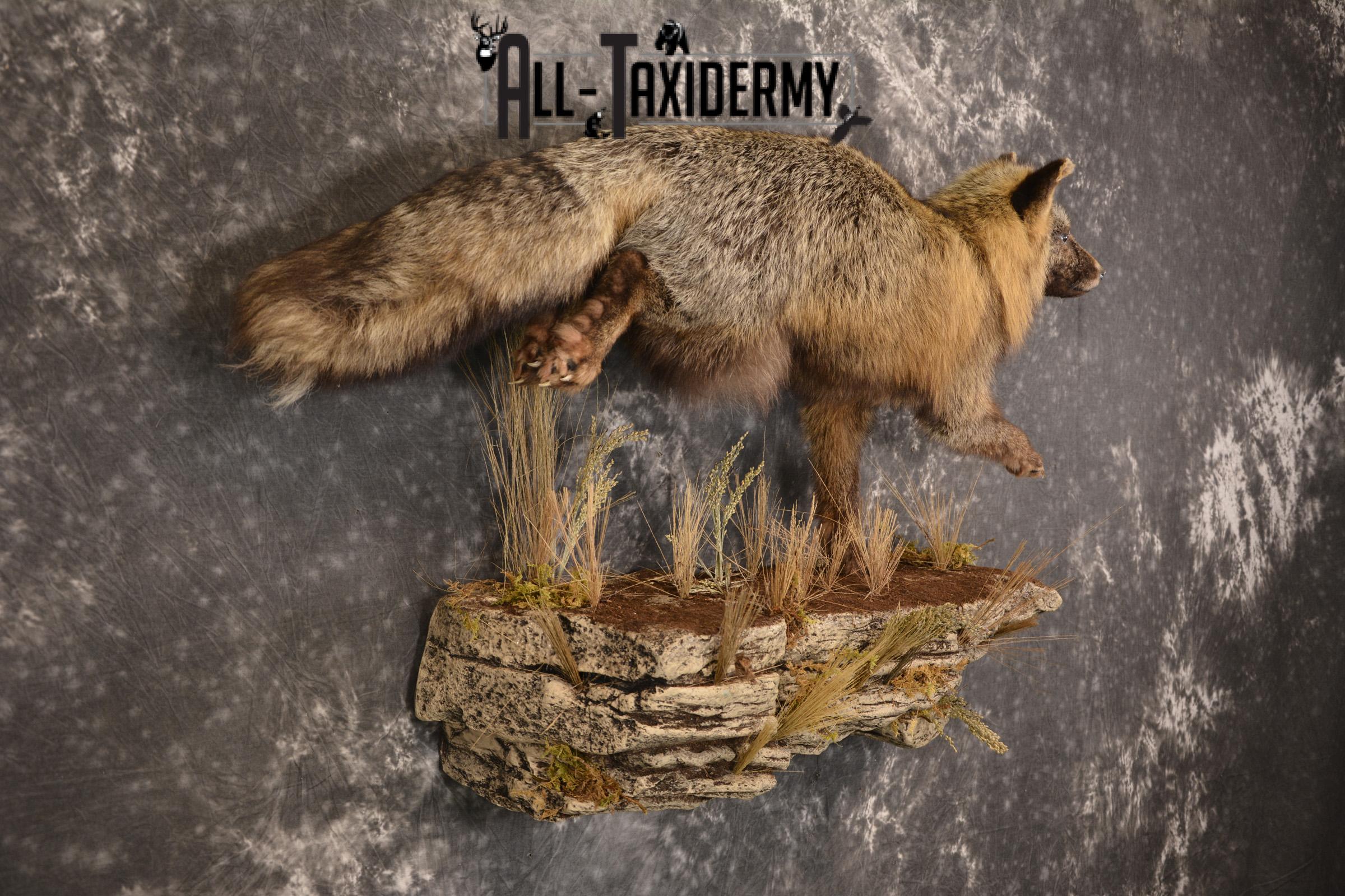 Dark Chocolate Cross Fox full body taxidermy mount for sale * SKU 2053 - Image 5