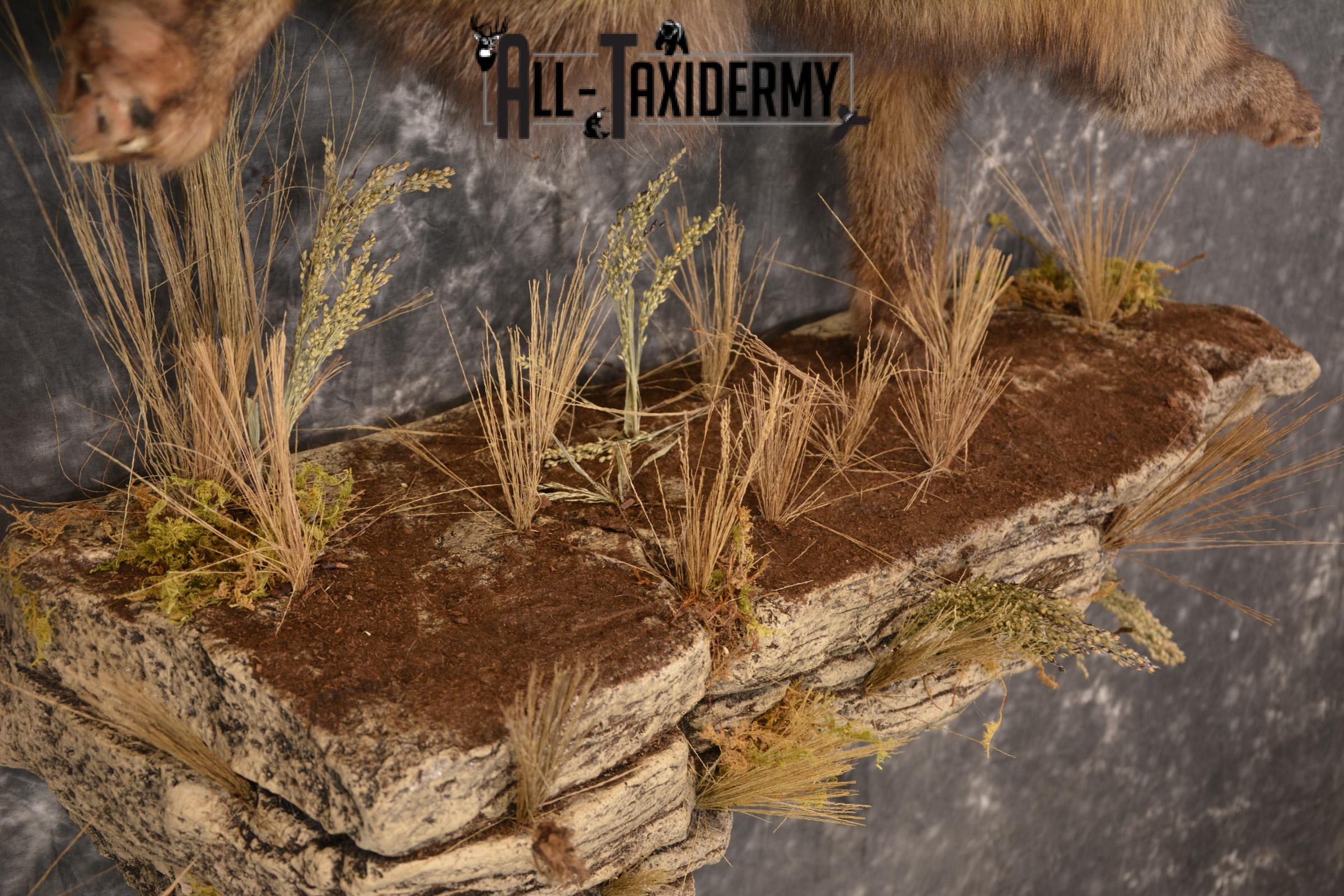 Dark Chocolate Cross Fox full body taxidermy mount for sale * SKU 2053 - Image 4