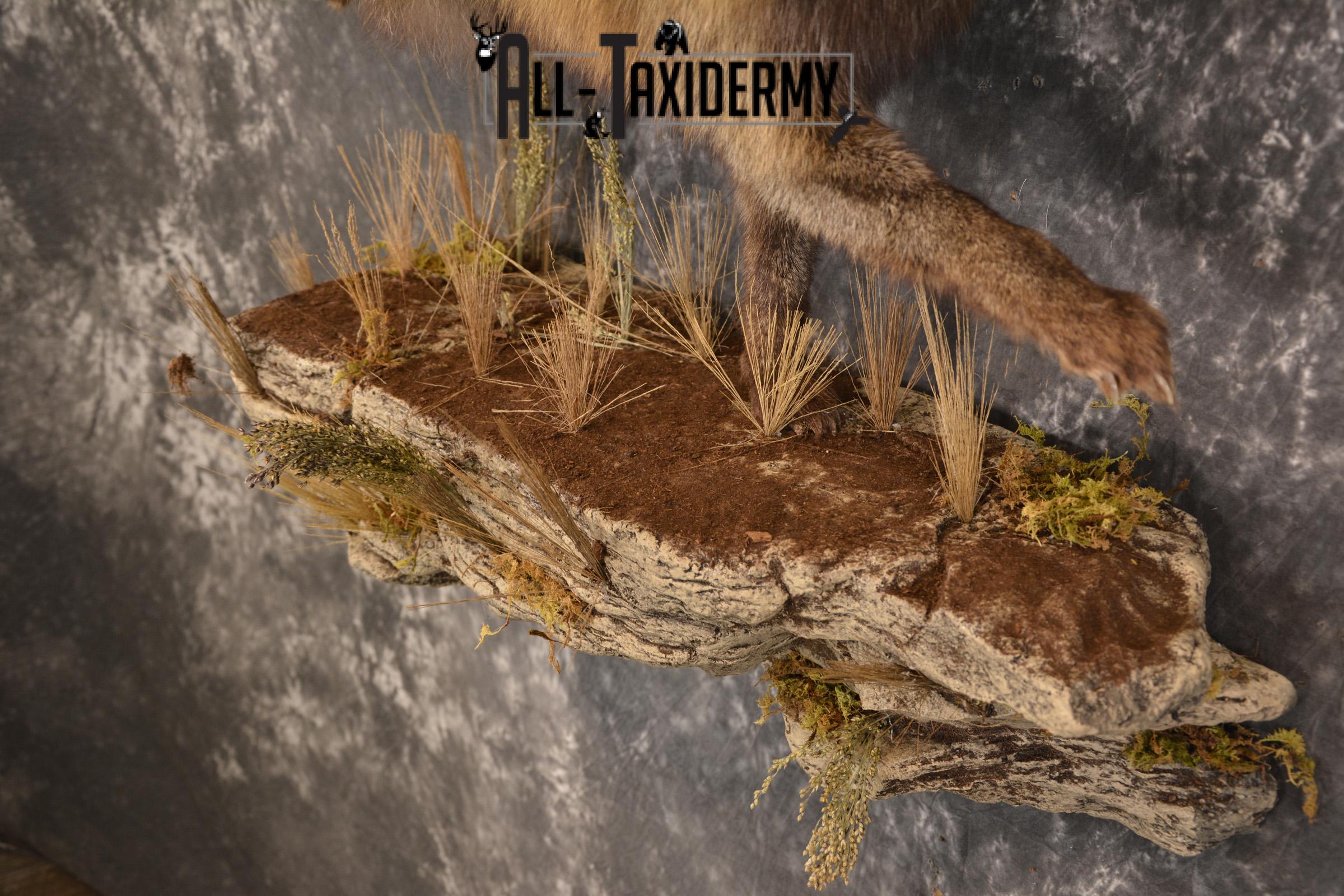 Dark Chocolate Cross Fox full body taxidermy mount for sale * SKU 2053 - Image 3