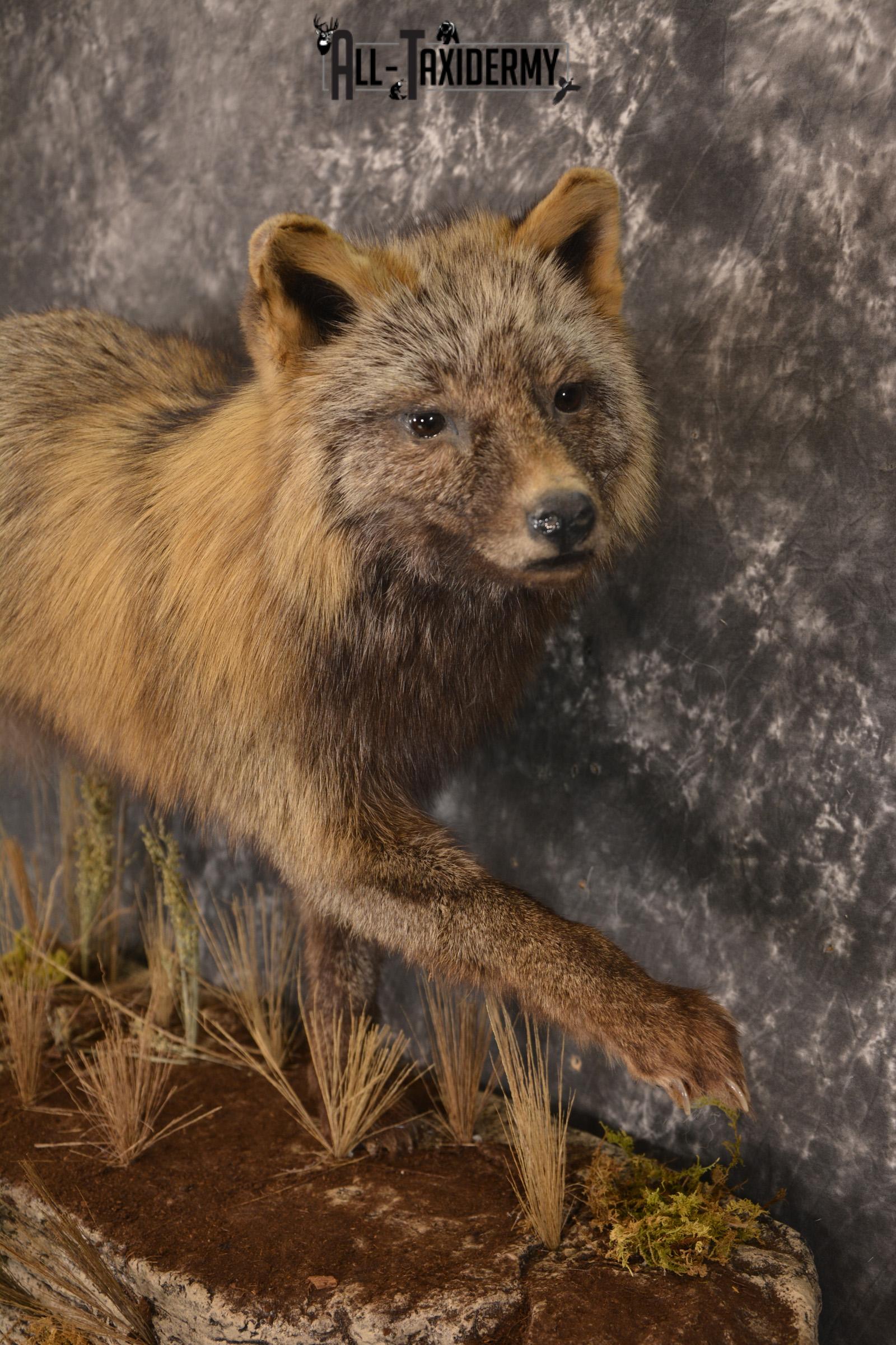 Dark Chocolate Cross Fox full body taxidermy mount for sale * SKU 2053 - Image 2