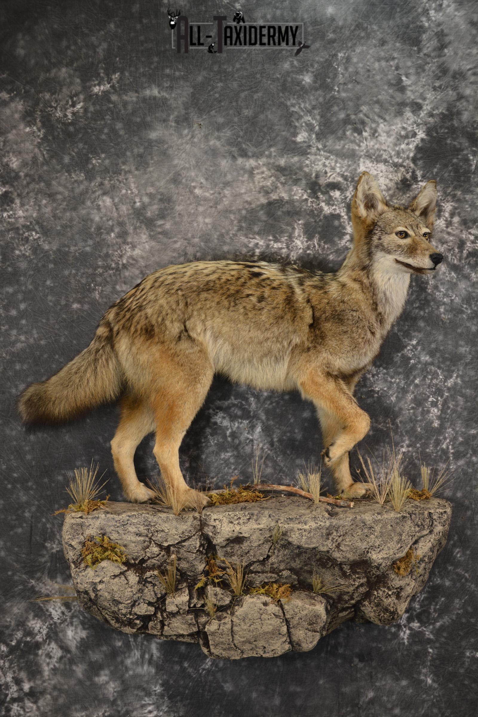 Full body Coyote taxidermy mount for sale * SKU 2050