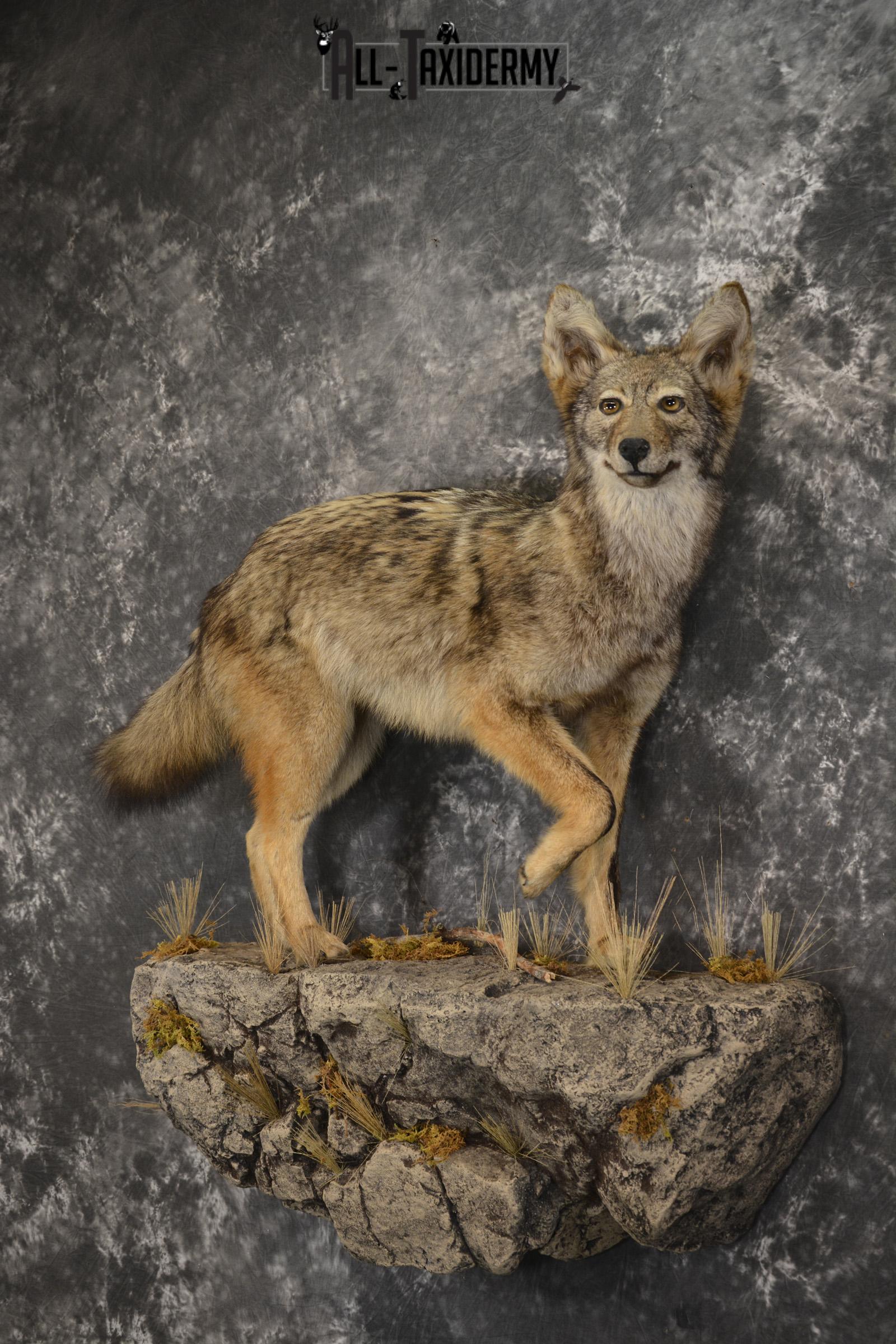 Full body Coyote taxidermy mount for sale * SKU 2050 - Image 8