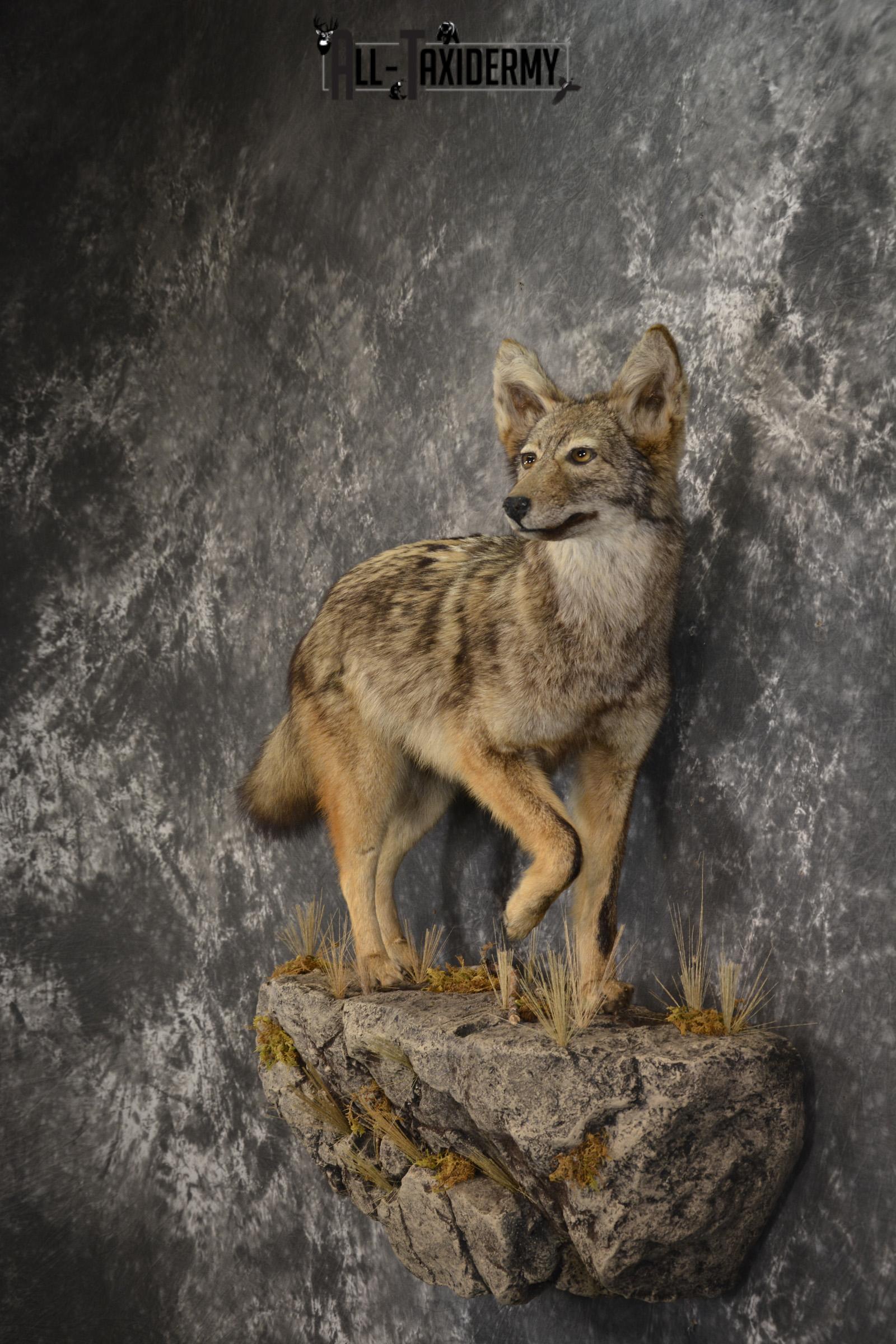 Full body Coyote taxidermy mount for sale * SKU 2050 - Image 7