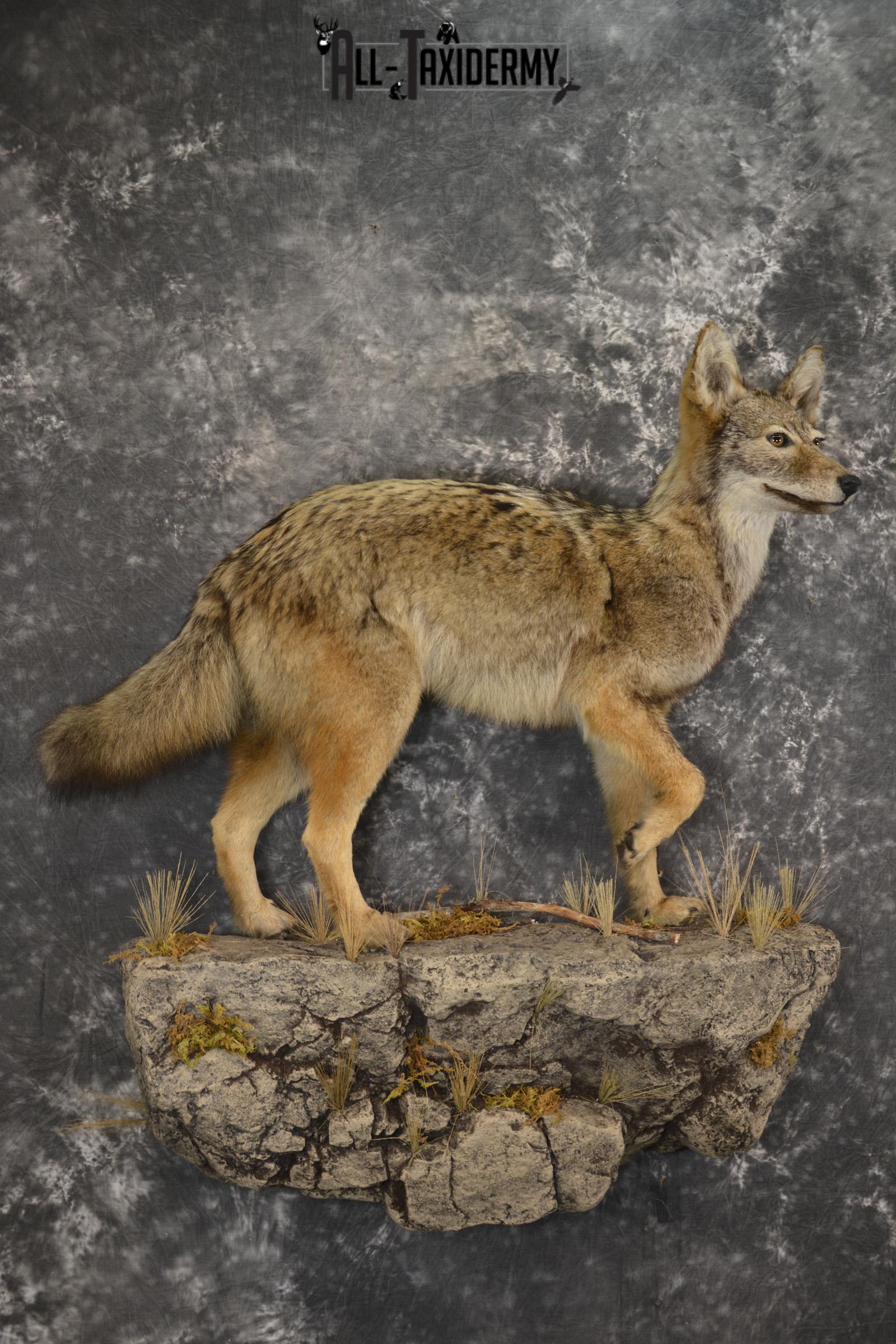 Full body Coyote taxidermy mount for sale * SKU 2050 - Image 6
