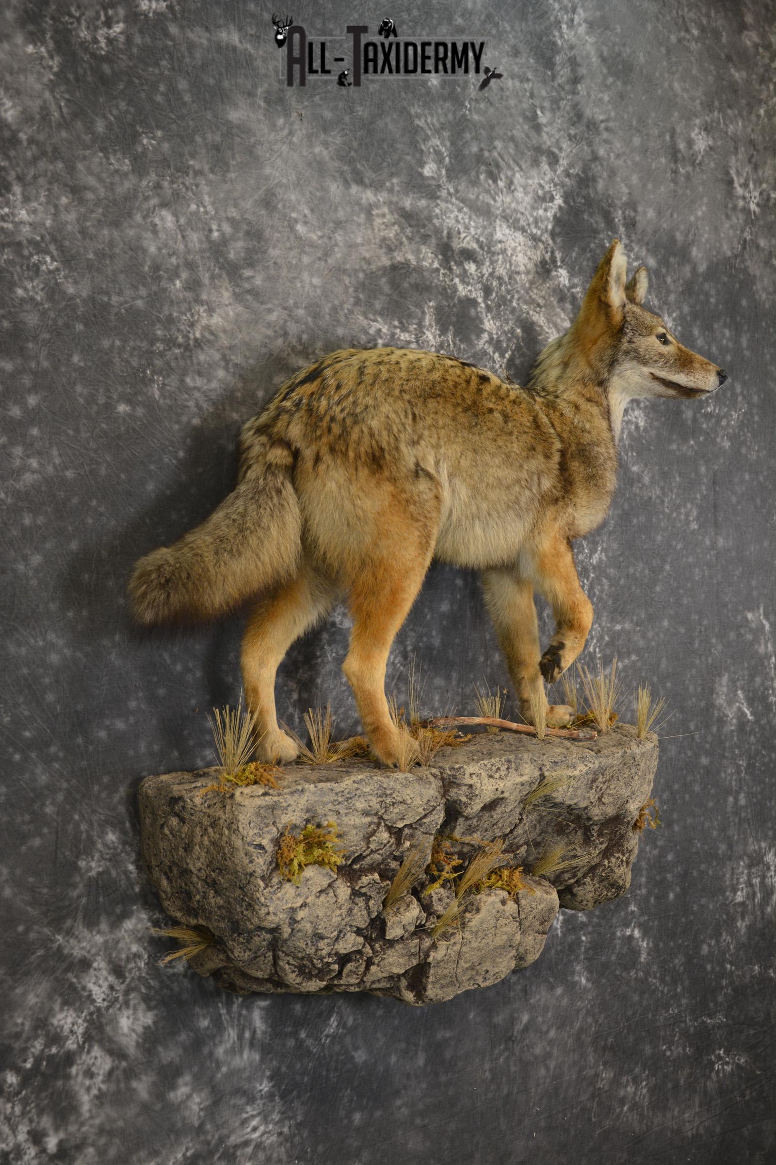 Full body Coyote taxidermy mount for sale * SKU 2050 - Image 5