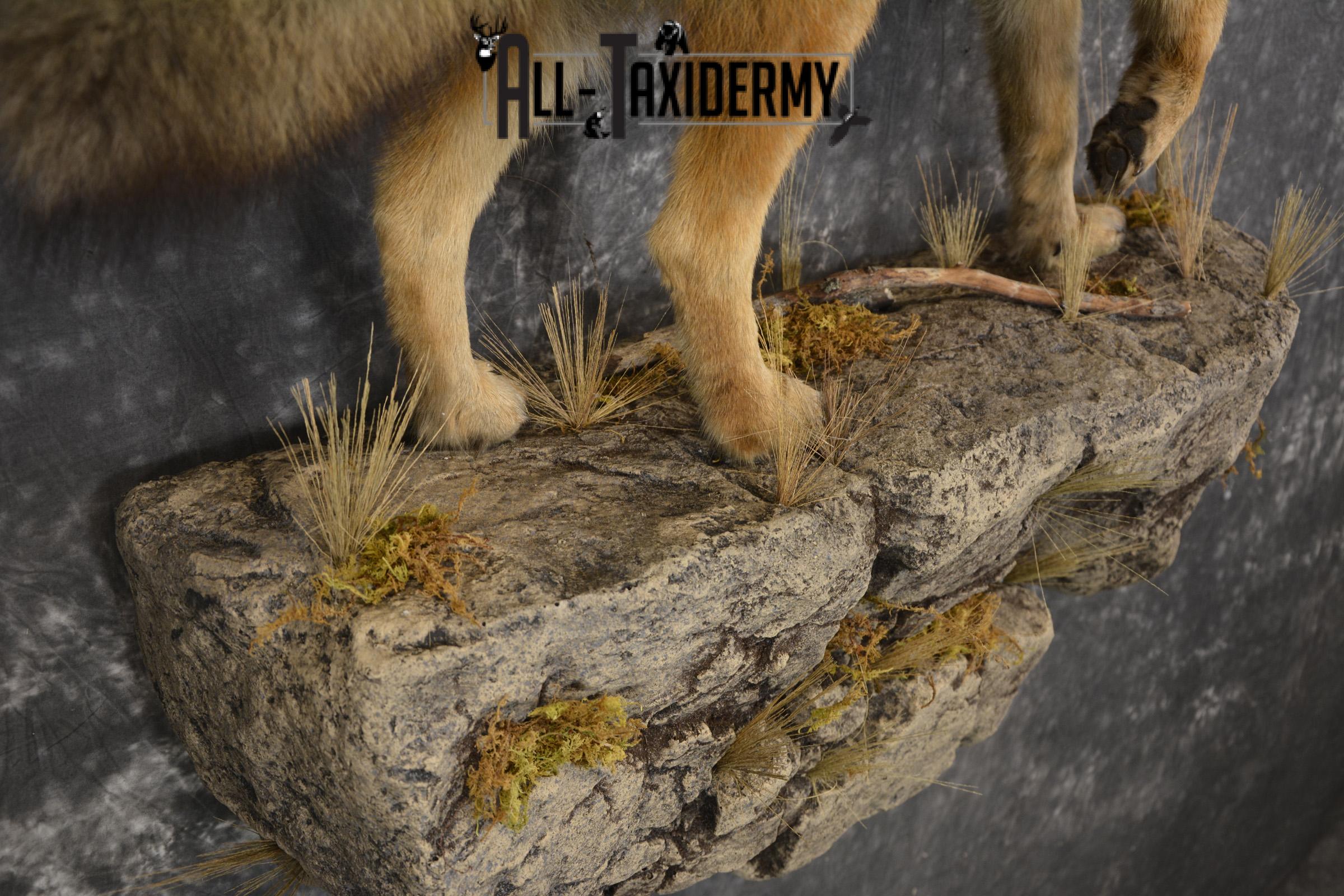 Full body Coyote taxidermy mount for sale * SKU 2050 - Image 4