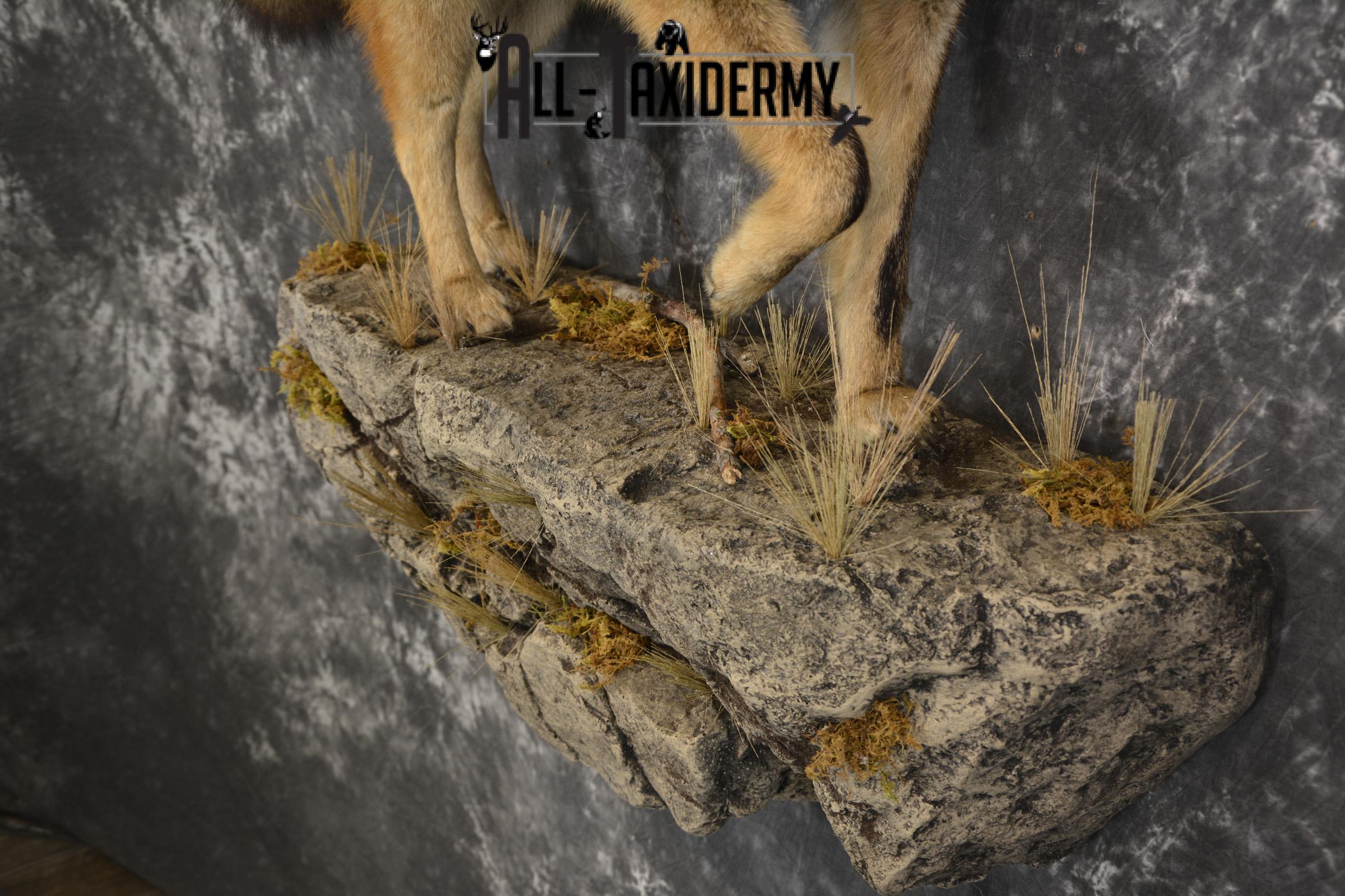 Full body Coyote taxidermy mount for sale * SKU 2050 - Image 3