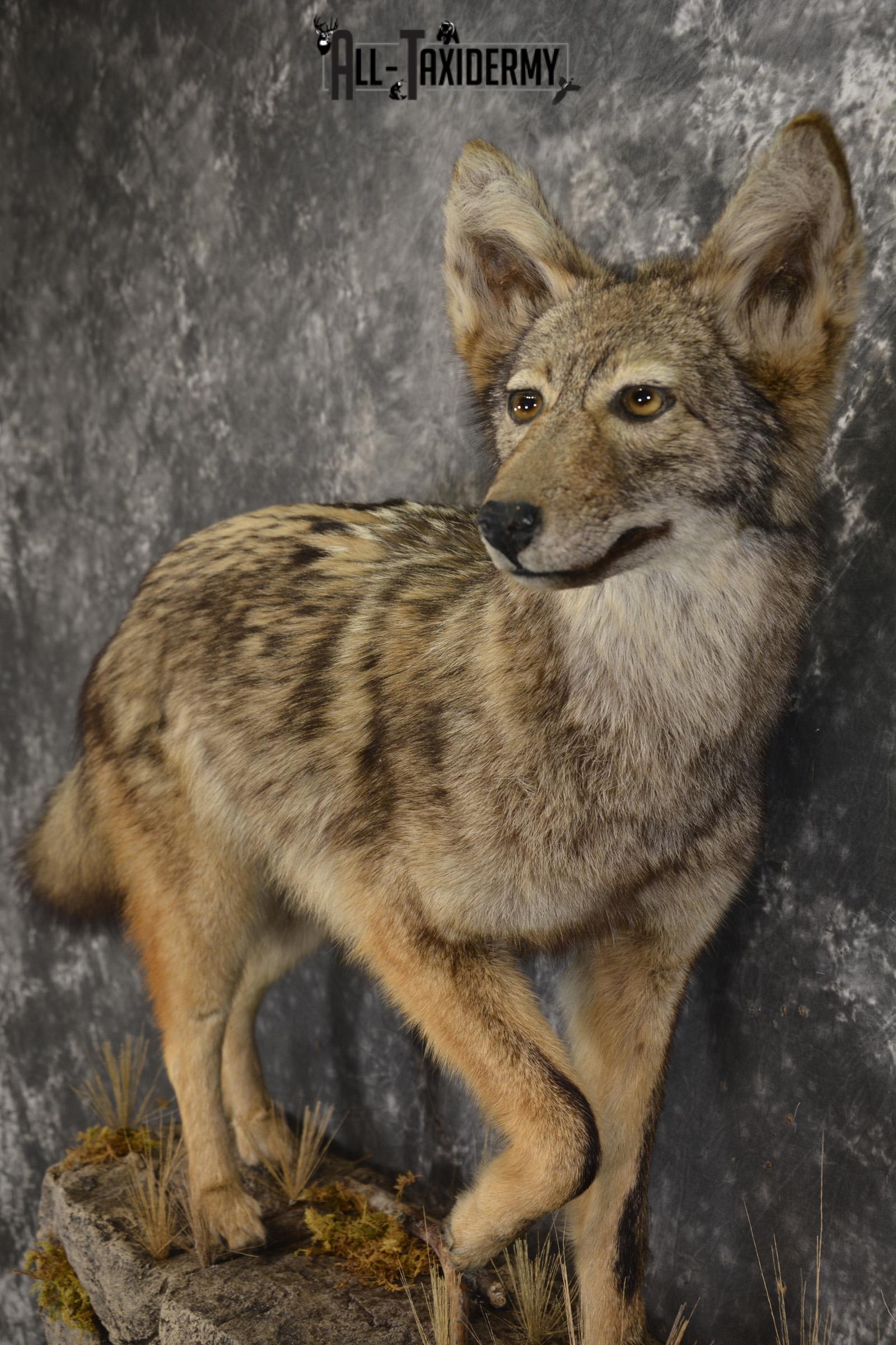 Full body Coyote taxidermy mount for sale * SKU 2050 - Image 2