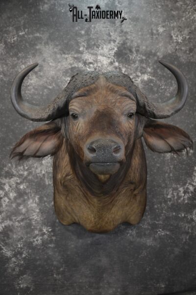 African Southern Savanna Cape Buffalo Taxidermy shoulder mount for sale * SKU 2018