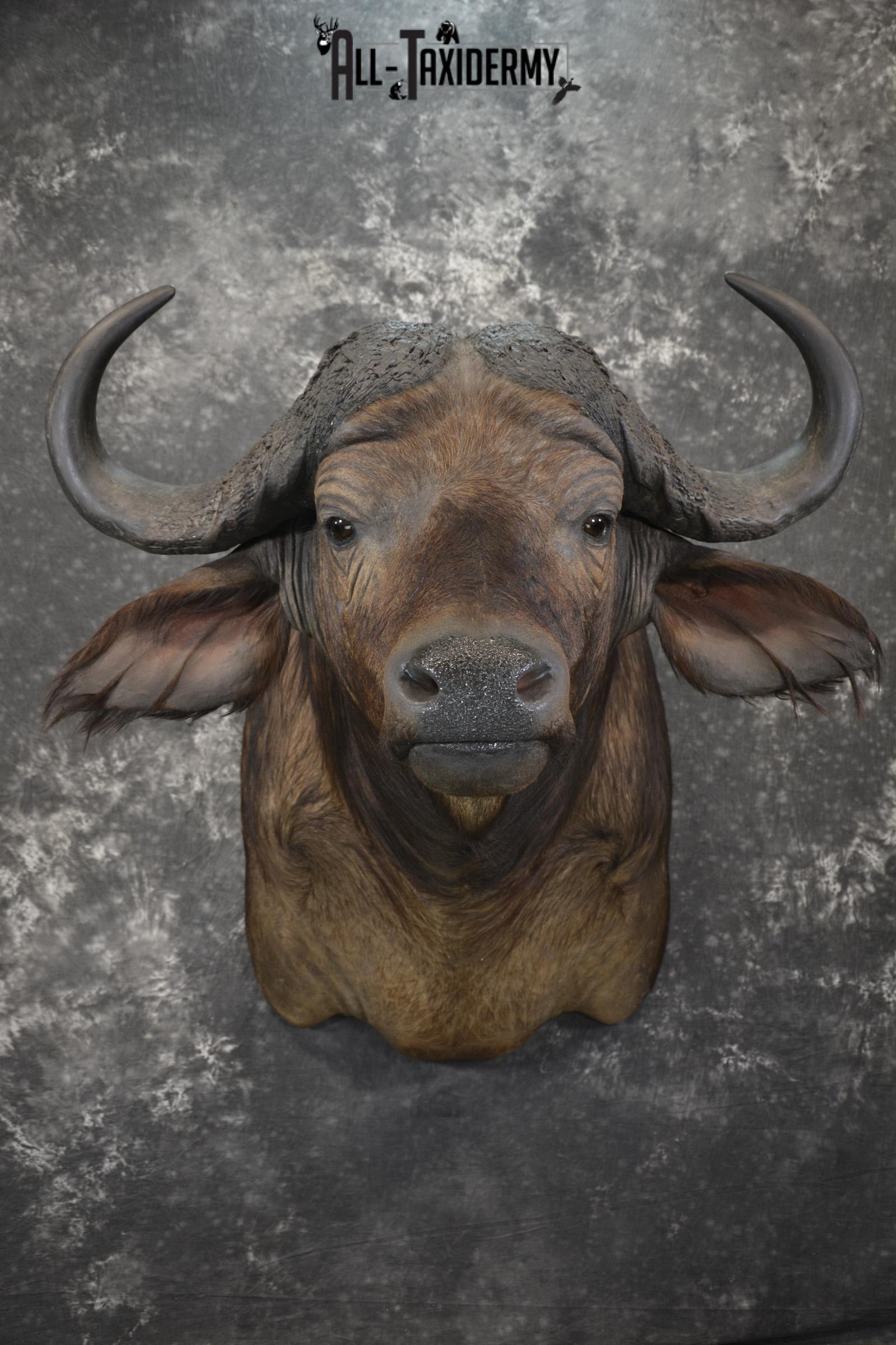 African Southern Savanna Cape Buffalo Taxidermy shoulder mount for sale * SKU 2018