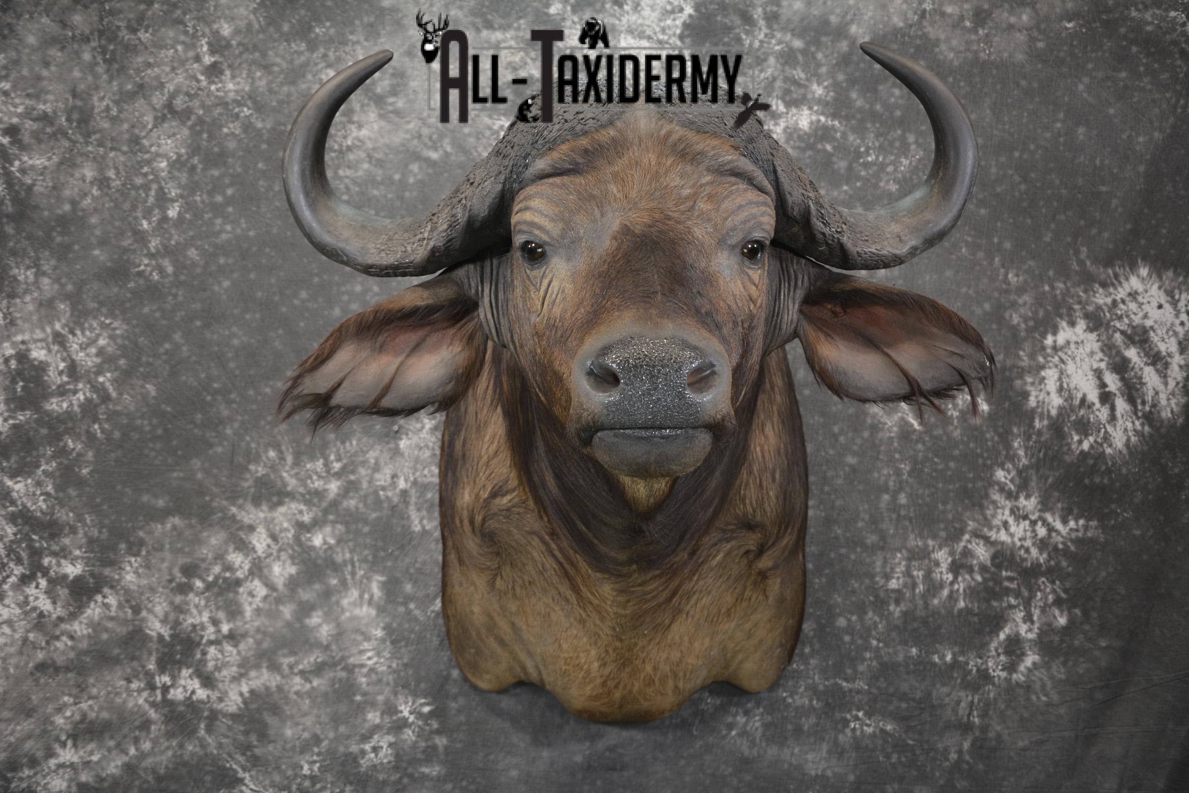 African Southern Savanna Cape Buffalo Taxidermy shoulder mount for sale * SKU 2018 - Image 9