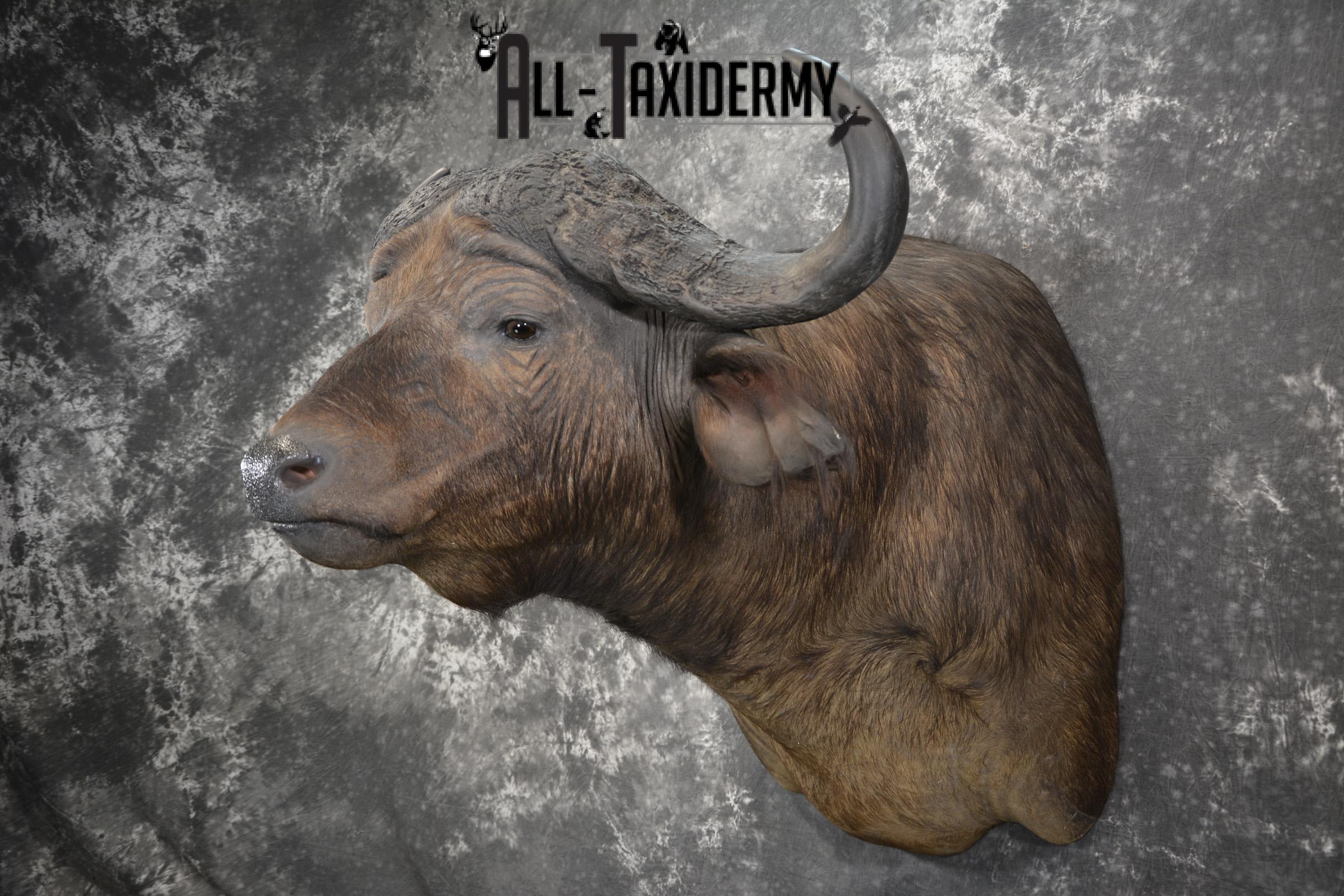 African Southern Savanna Cape Buffalo Taxidermy shoulder mount for sale * SKU 2018 - Image 8