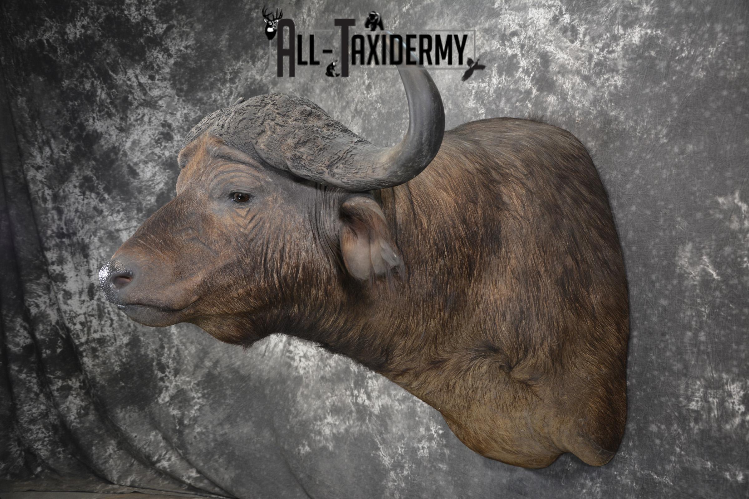 African Southern Savanna Cape Buffalo Taxidermy shoulder mount for sale * SKU 2018 - Image 7