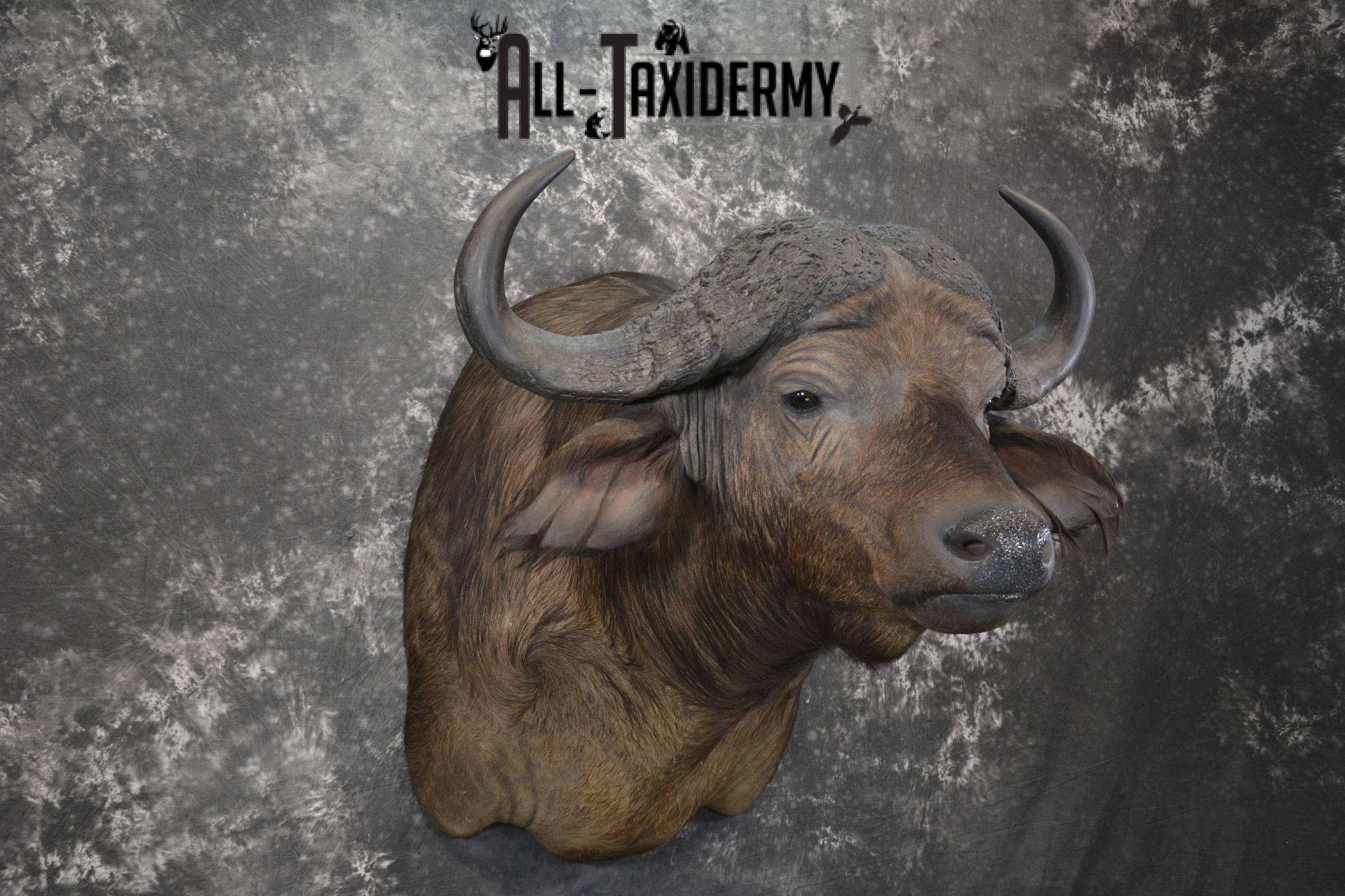 African Southern Savanna Cape Buffalo Taxidermy shoulder mount for sale * SKU 2018 - Image 6