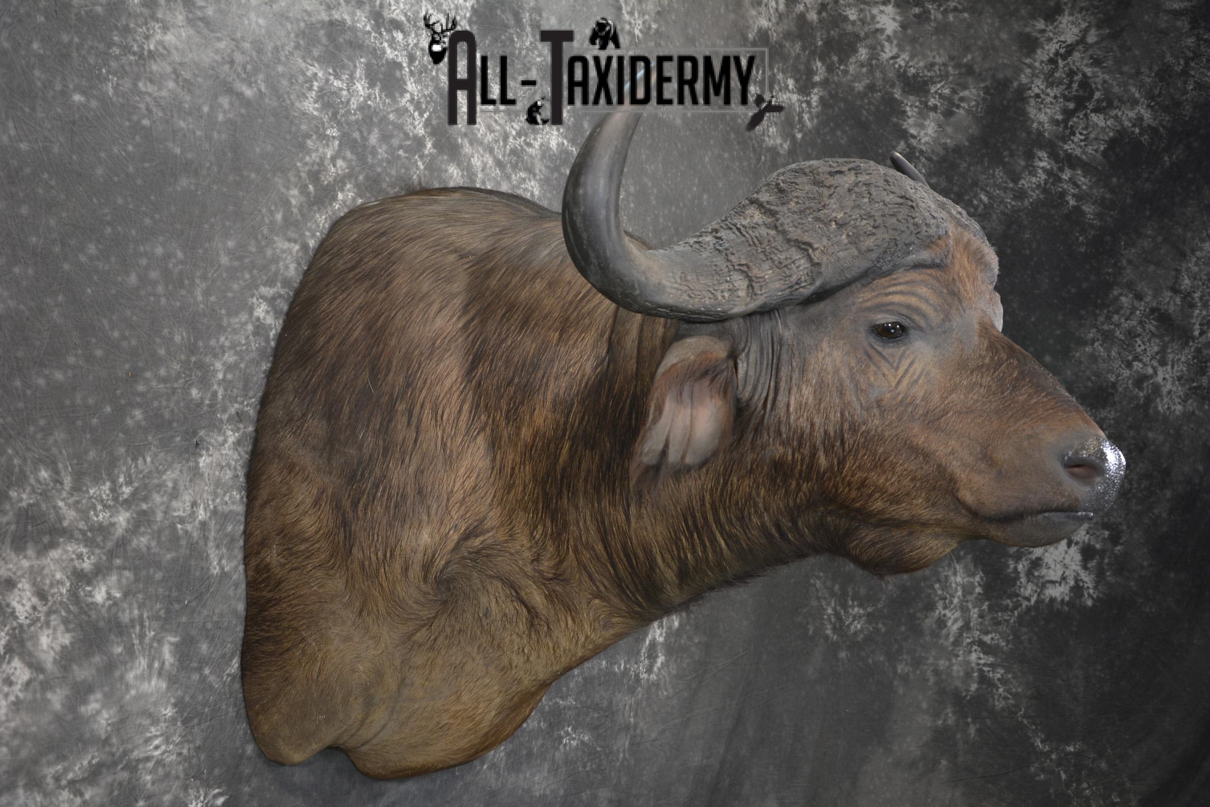 African Southern Savanna Cape Buffalo Taxidermy shoulder mount for sale * SKU 2018 - Image 5