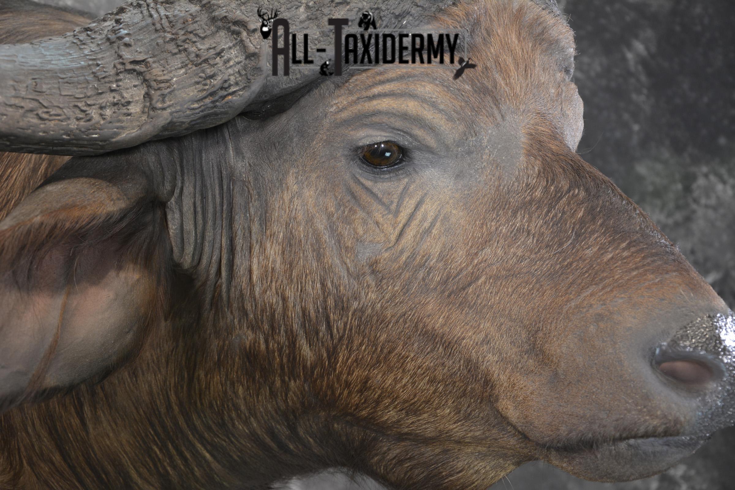 African Southern Savanna Cape Buffalo Taxidermy shoulder mount for sale * SKU 2018 - Image 4