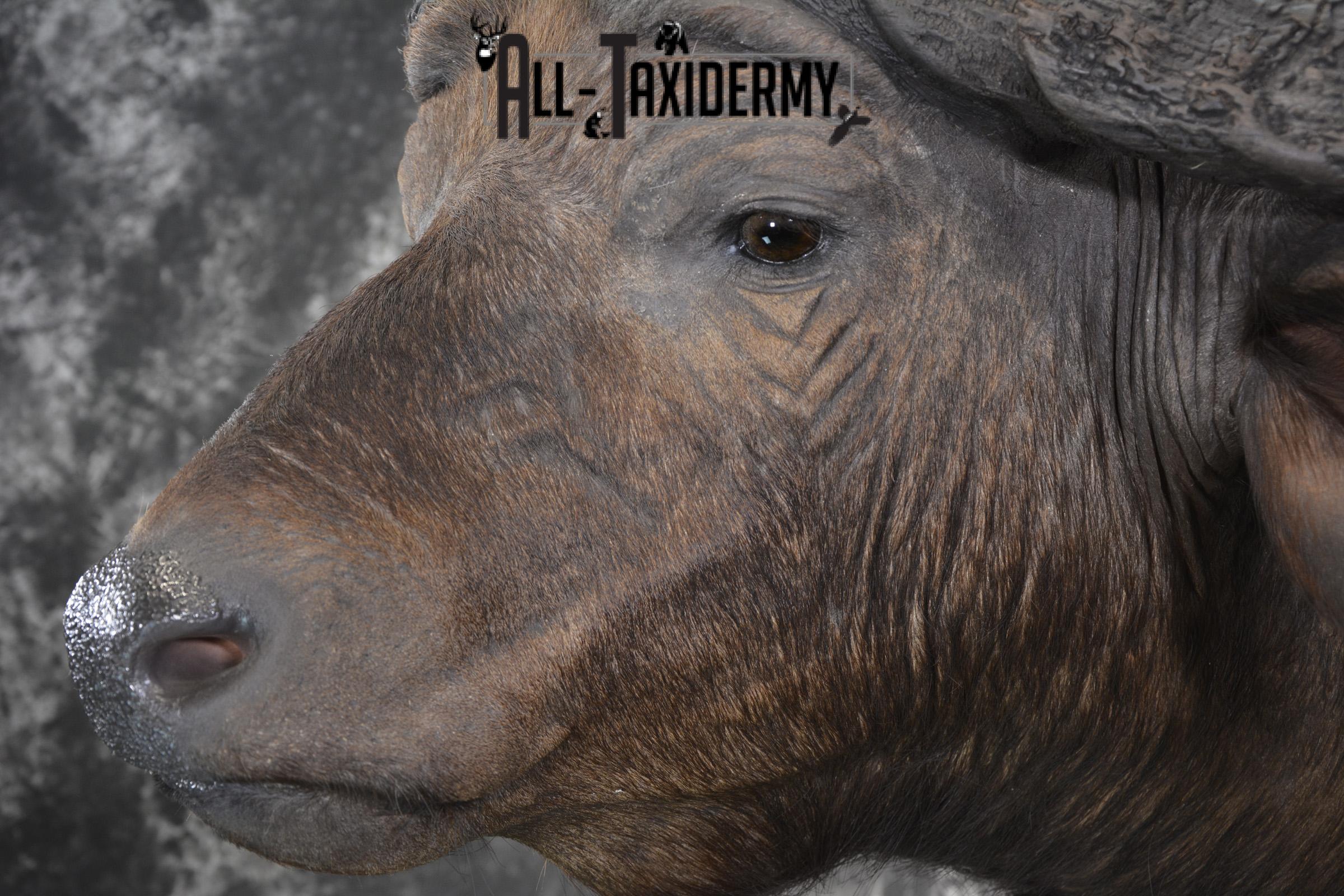 African Southern Savanna Cape Buffalo Taxidermy shoulder mount for sale * SKU 2018 - Image 3