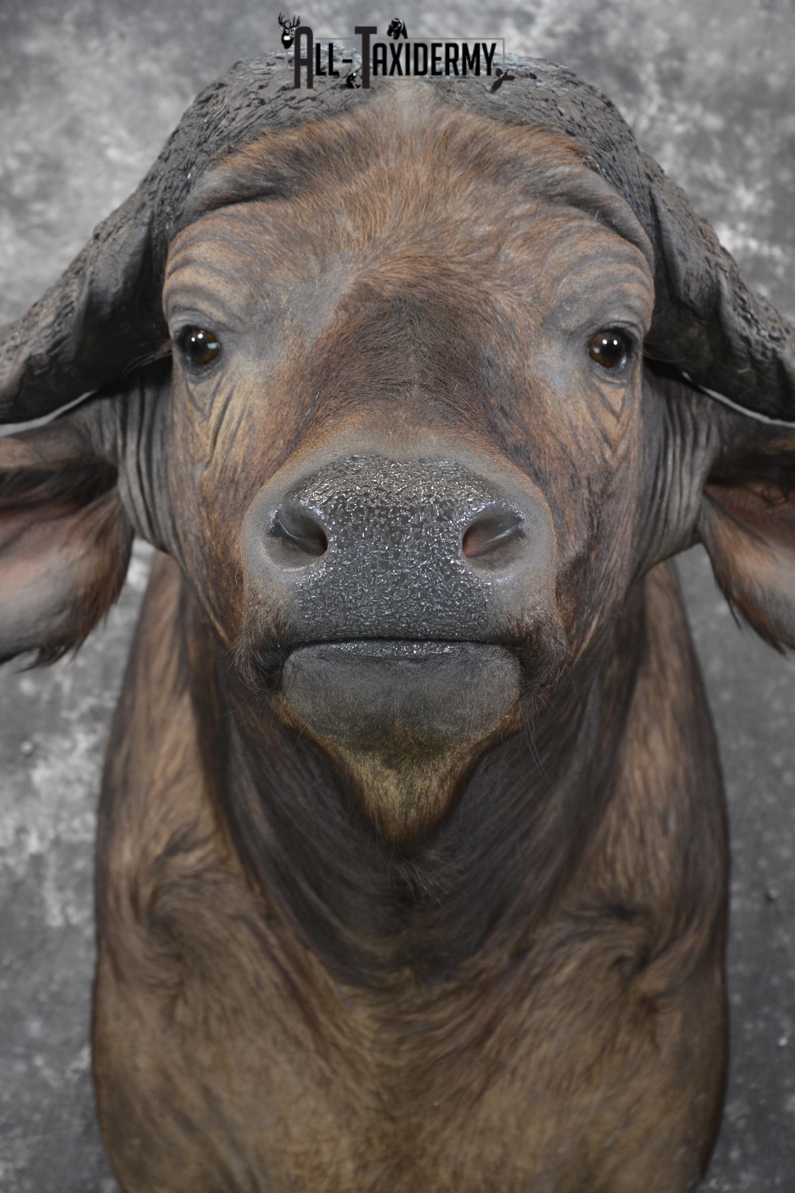 African Southern Savanna Cape Buffalo Taxidermy shoulder mount for sale * SKU 2018 - Image 2