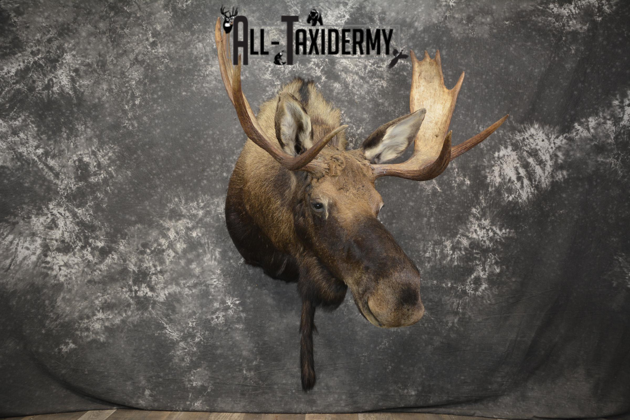 Shiras Moose taxidermy shoulder mount for sale * SKU 2088 - Image 14