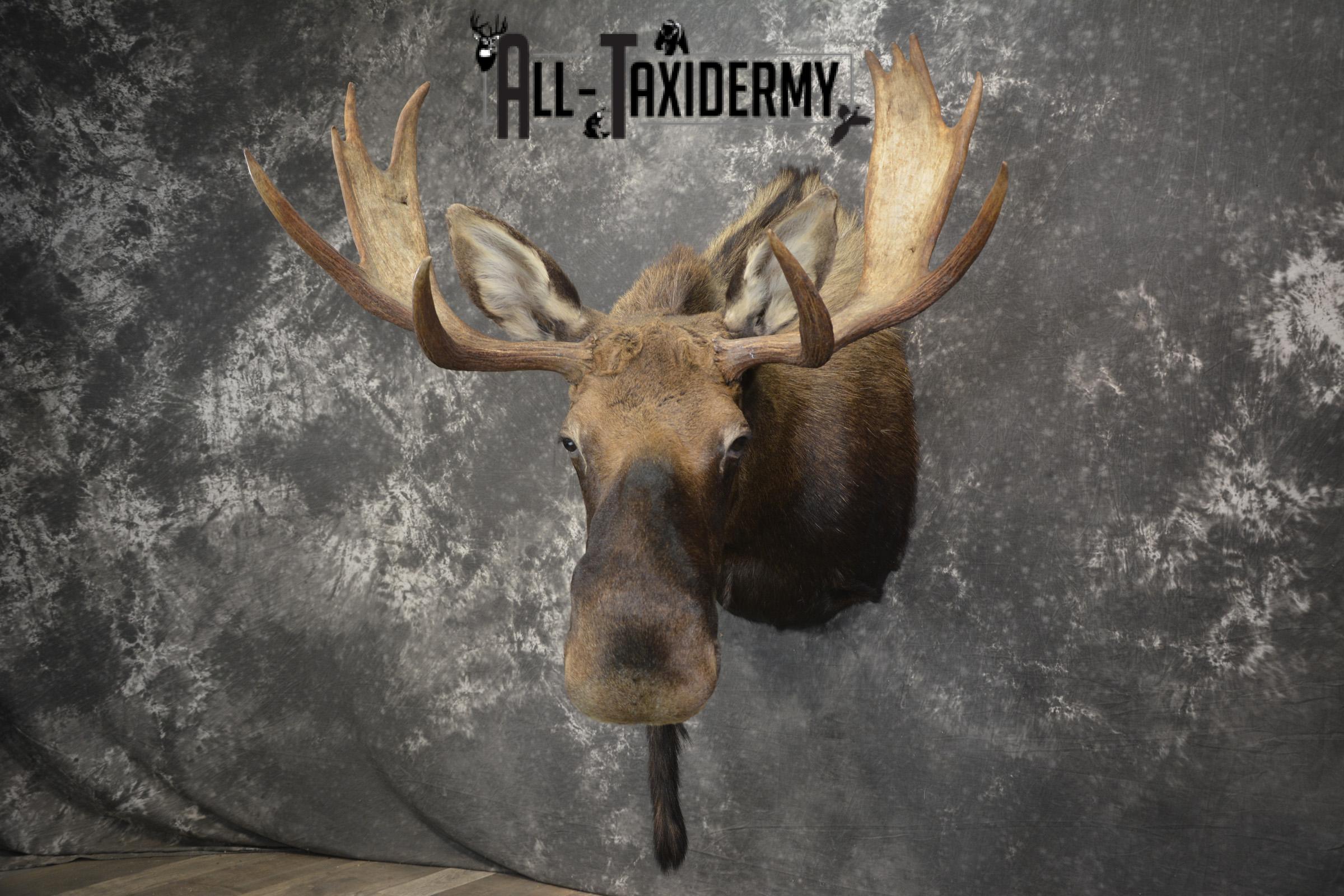 Shiras Moose taxidermy shoulder mount for sale * SKU 2088 - Image 13