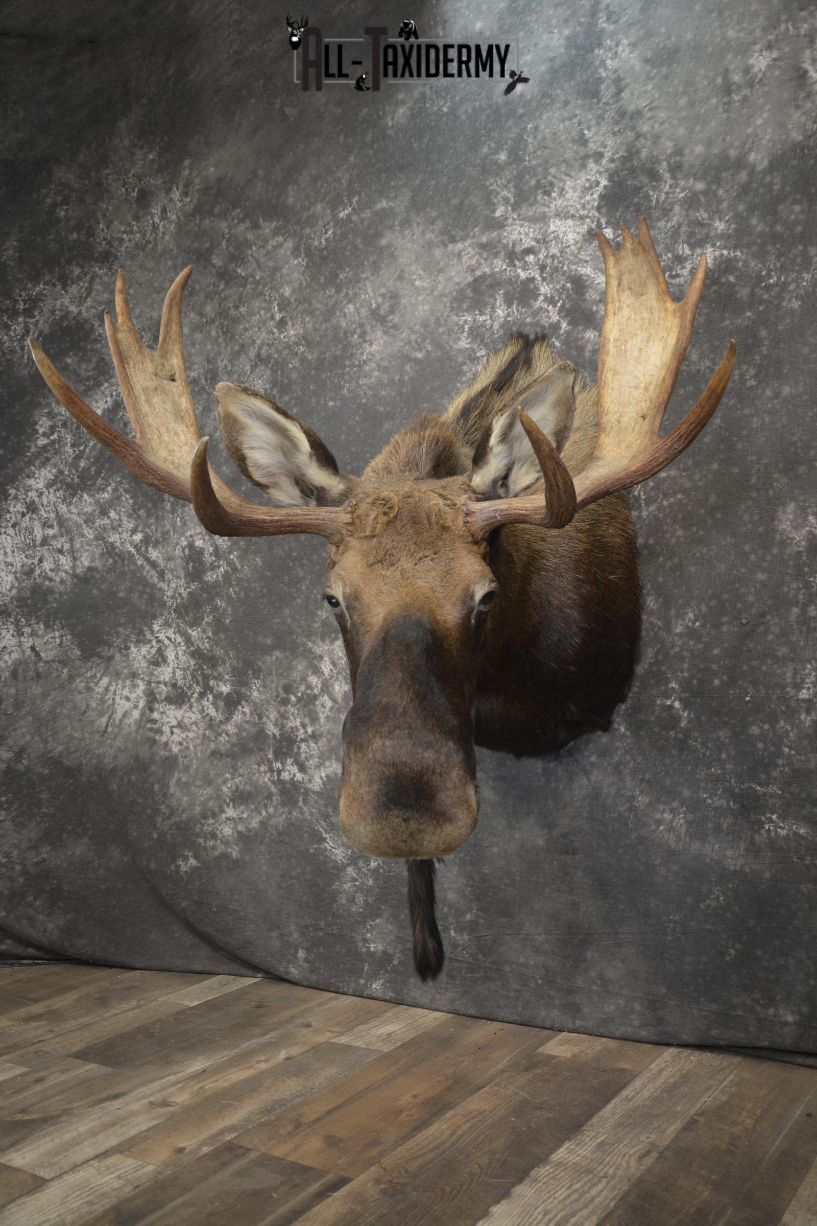 Shiras Moose taxidermy shoulder mount for sale * SKU 2088 - Image 12