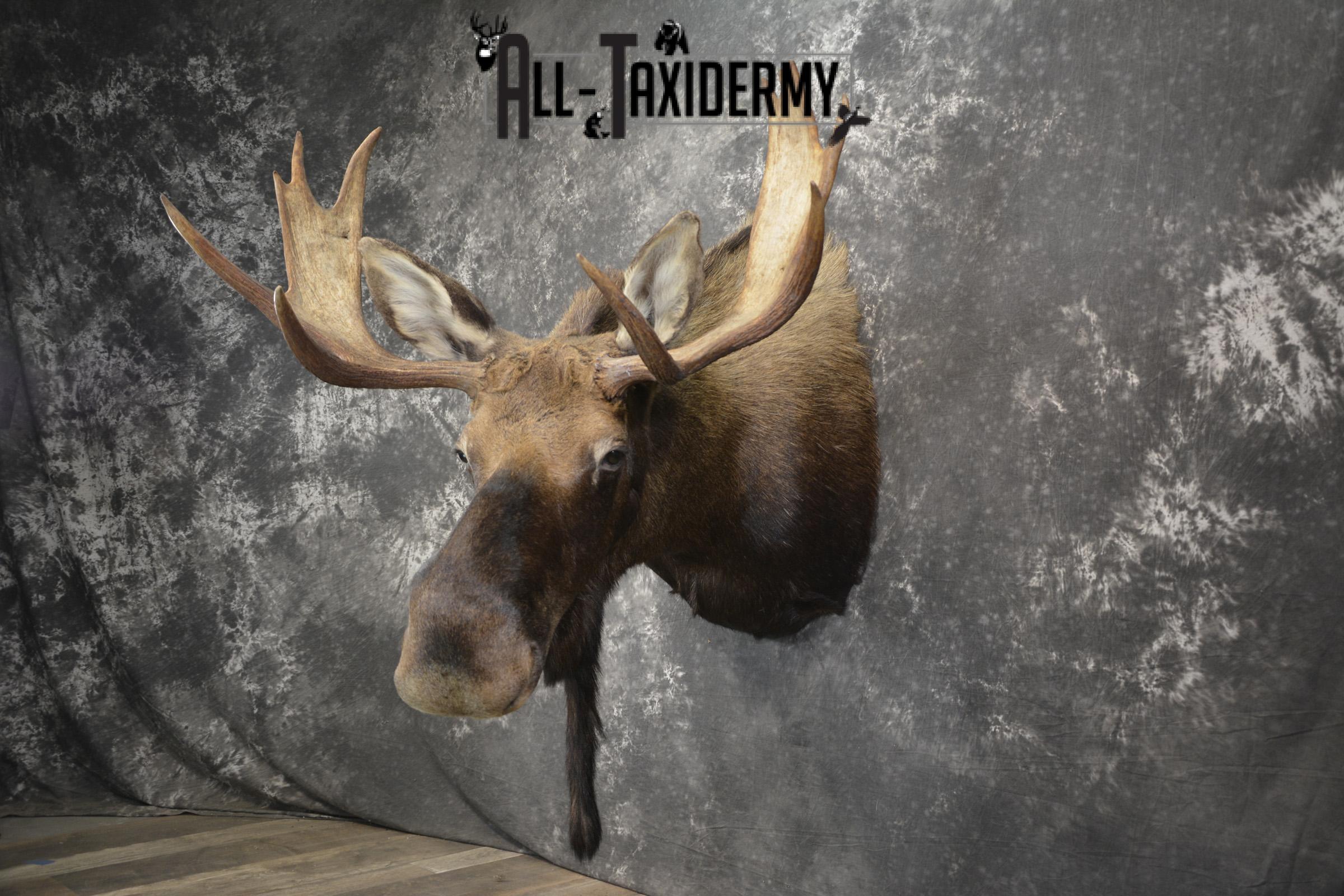 Shiras Moose taxidermy shoulder mount for sale * SKU 2088 - Image 11