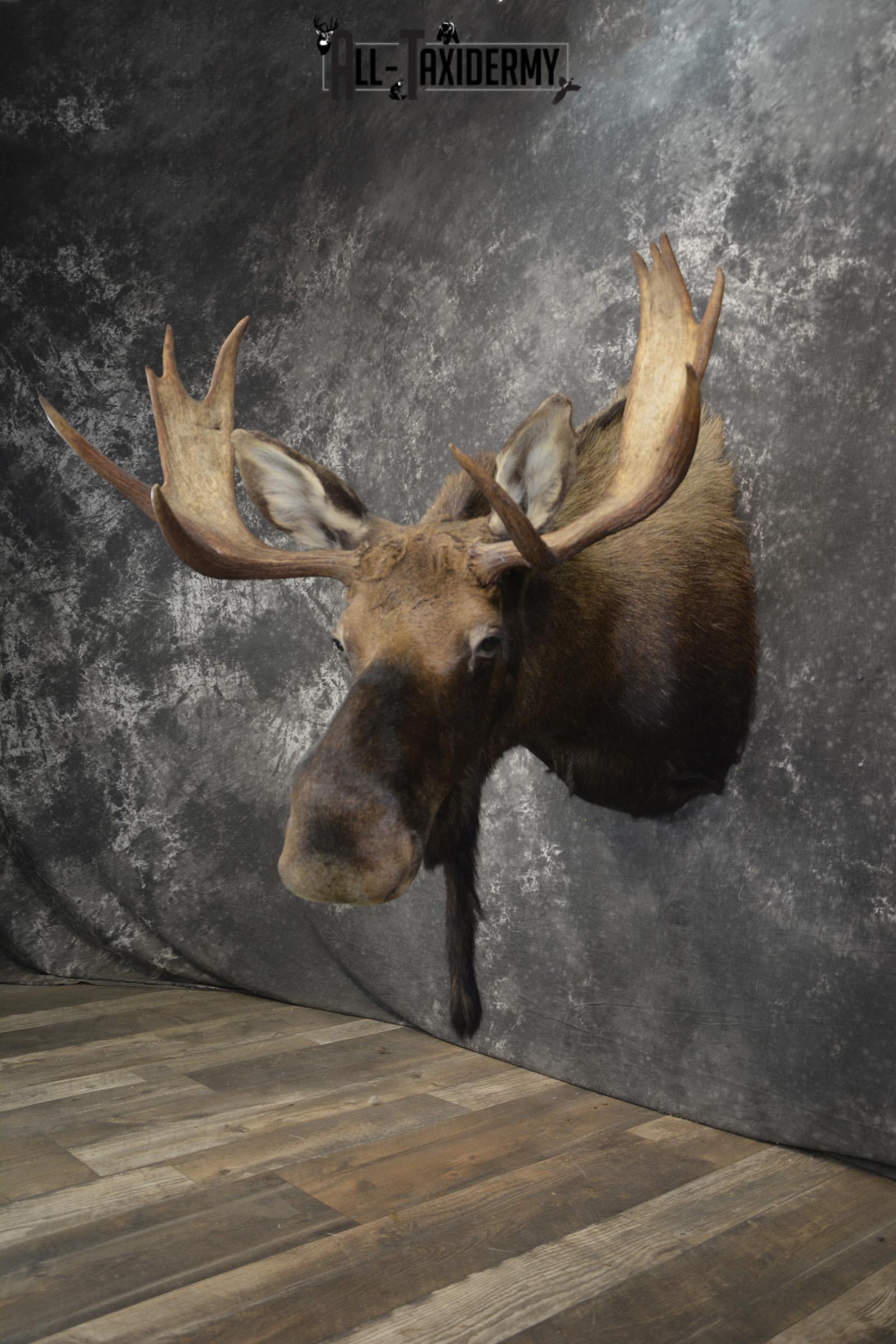 Shiras Moose taxidermy shoulder mount for sale * SKU 2088 - Image 10