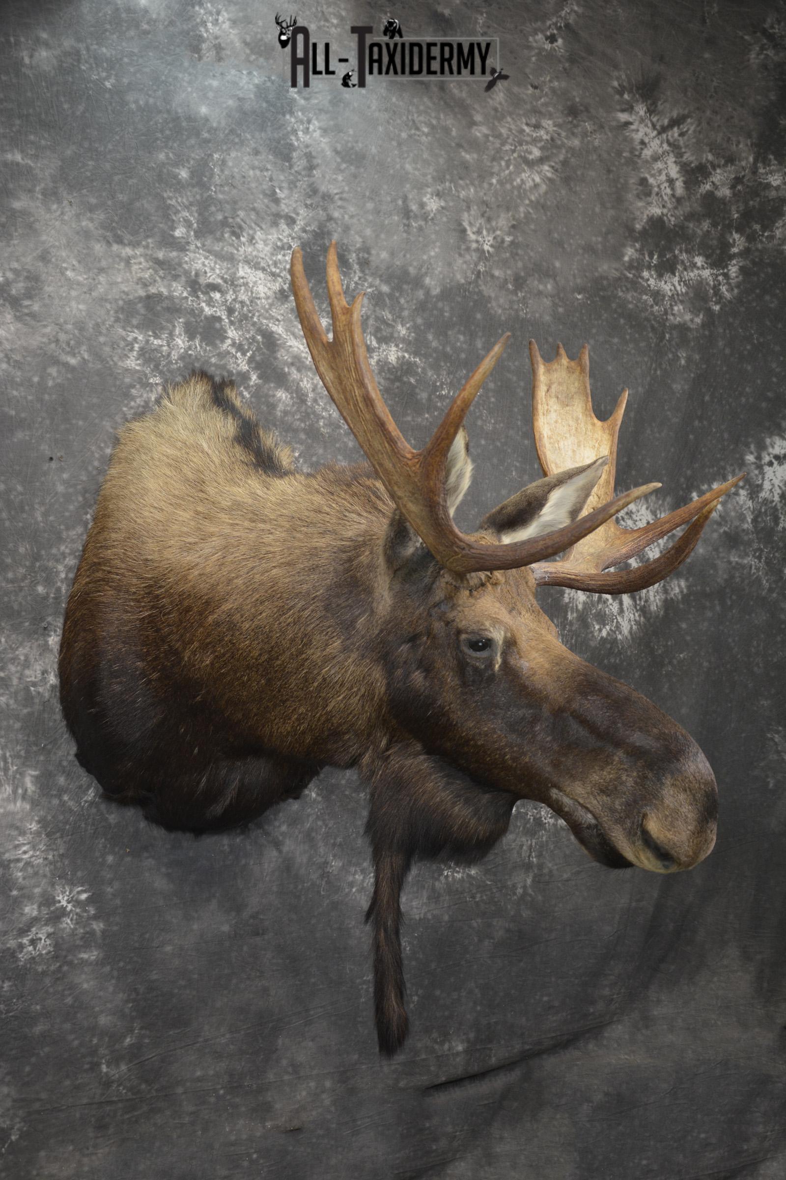 Shiras Moose taxidermy shoulder mount for sale * SKU 2088 - Image 9