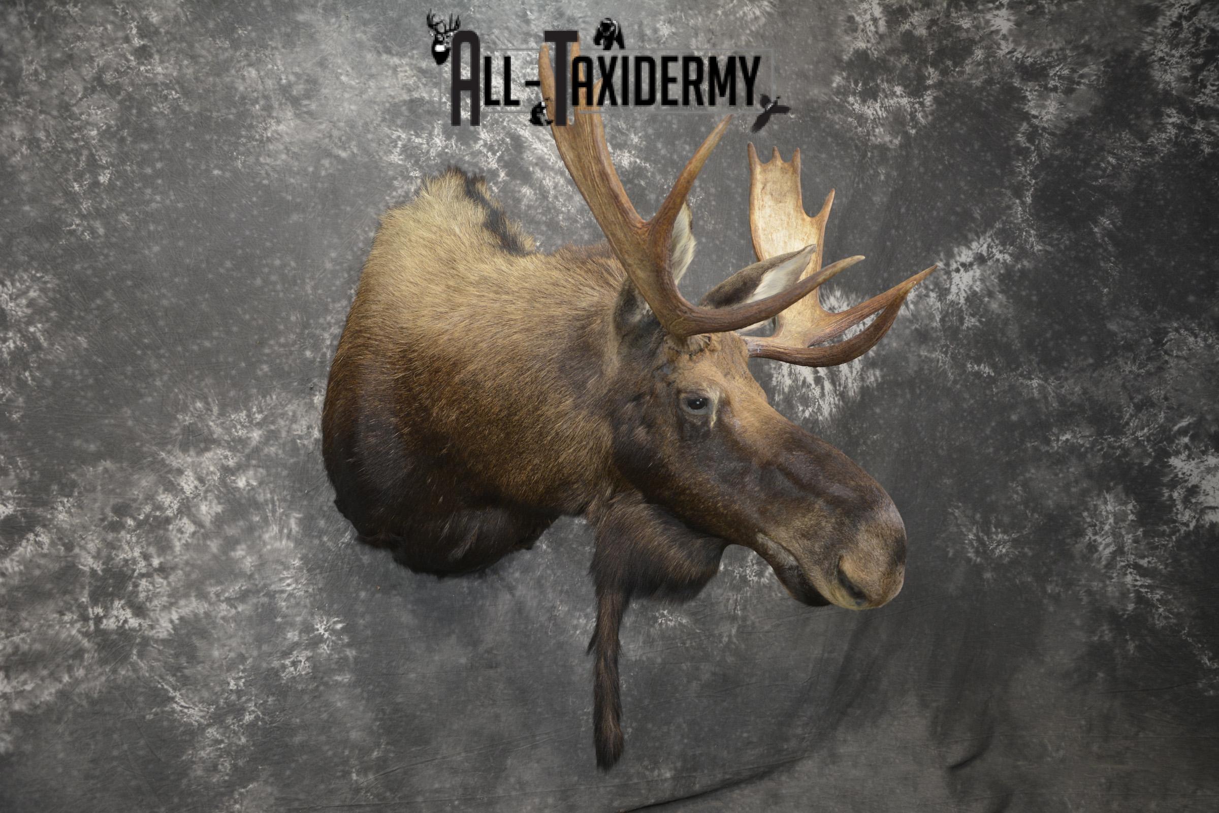 Shiras Moose taxidermy shoulder mount for sale * SKU 2088 - Image 8