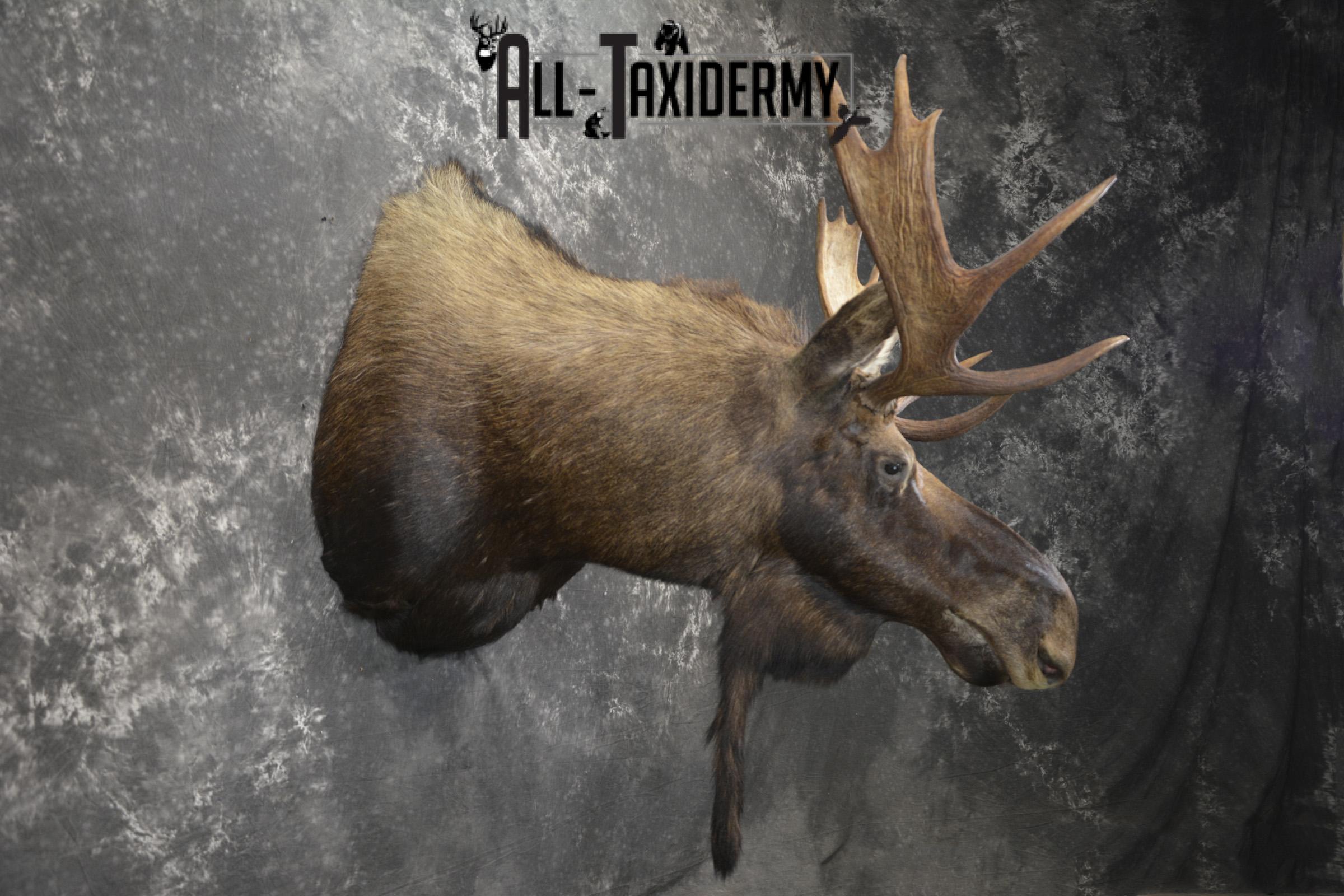 Shiras Moose taxidermy shoulder mount for sale * SKU 2088 - Image 7