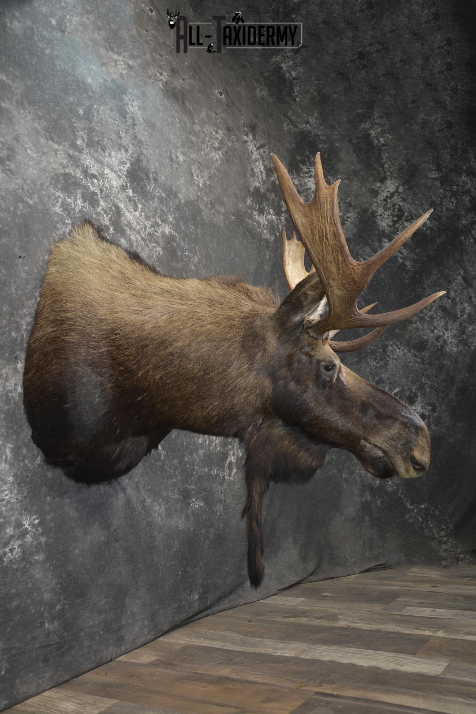 Shiras Moose taxidermy shoulder mount for sale * SKU 2088 - Image 6