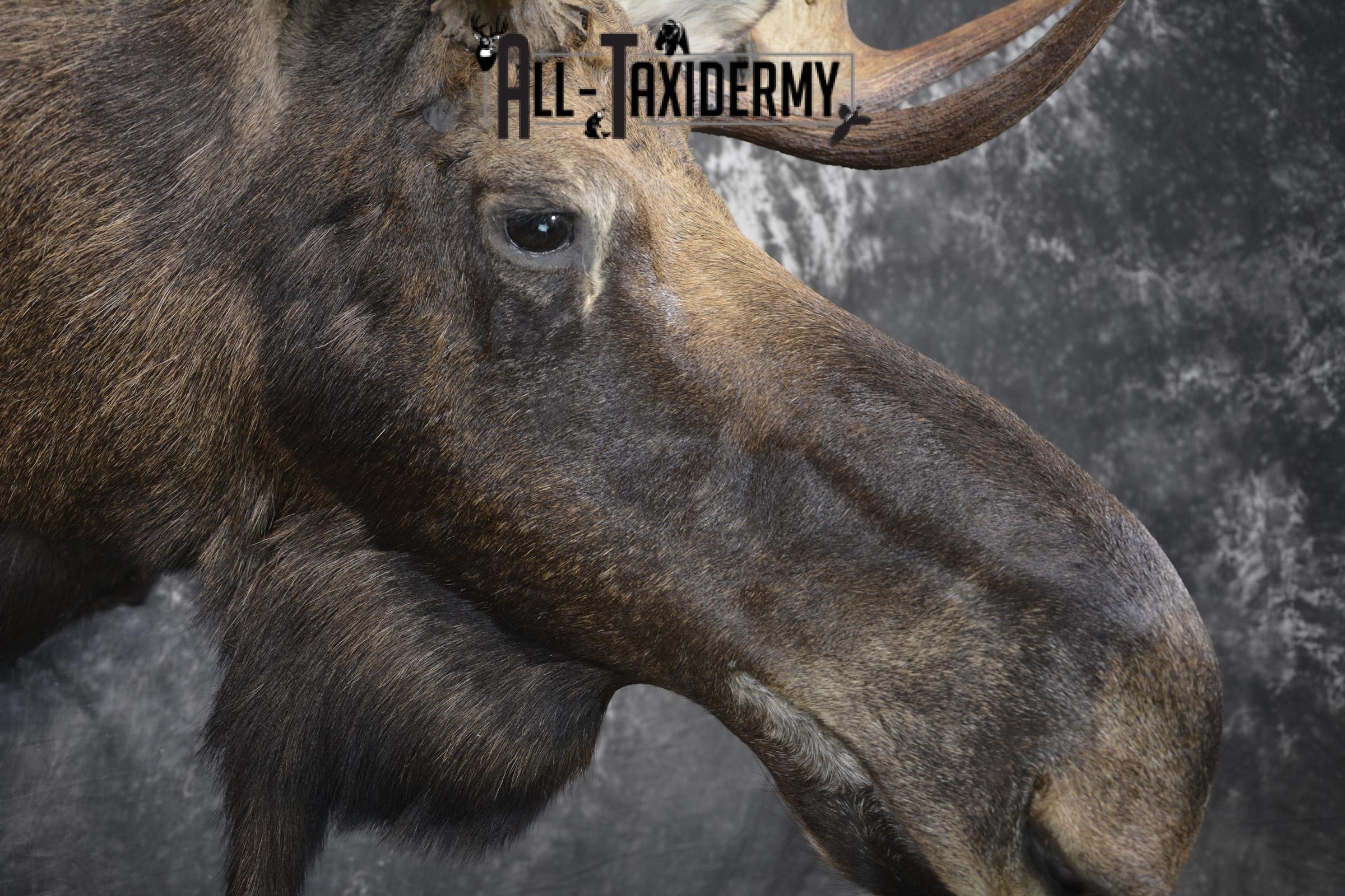 Shiras Moose taxidermy shoulder mount for sale * SKU 2088 - Image 5