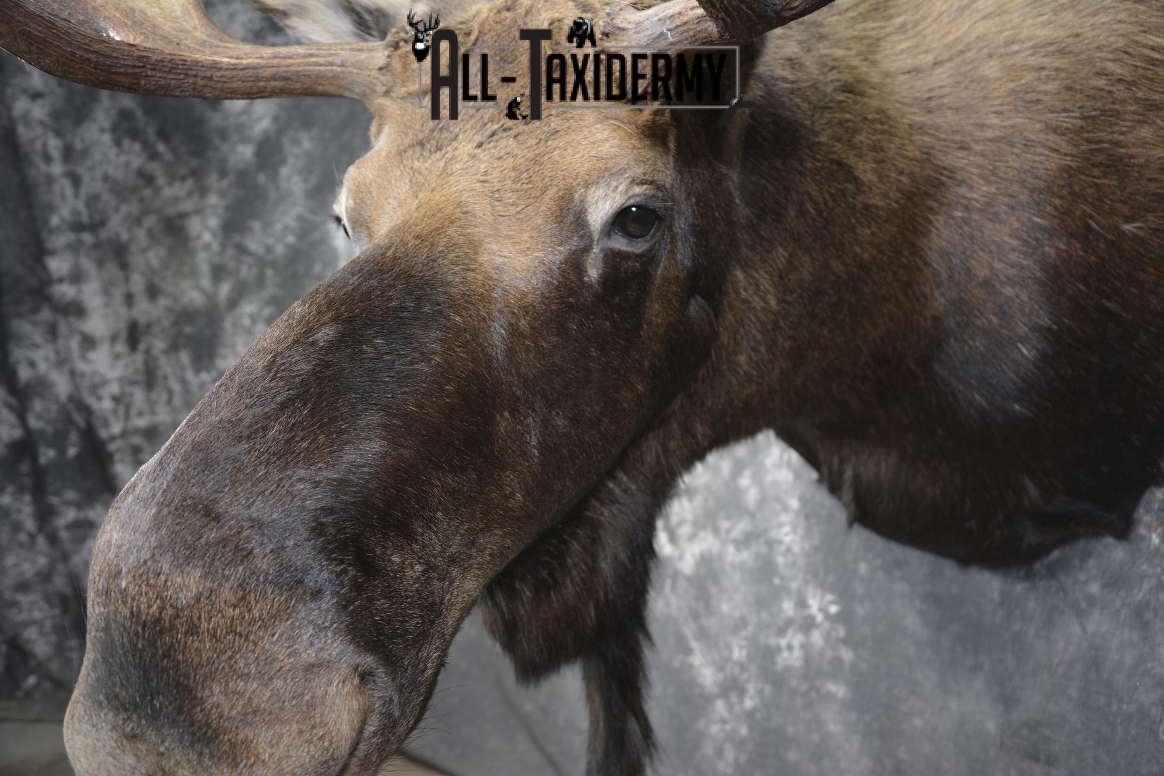 Shiras Moose taxidermy shoulder mount for sale * SKU 2088 - Image 4