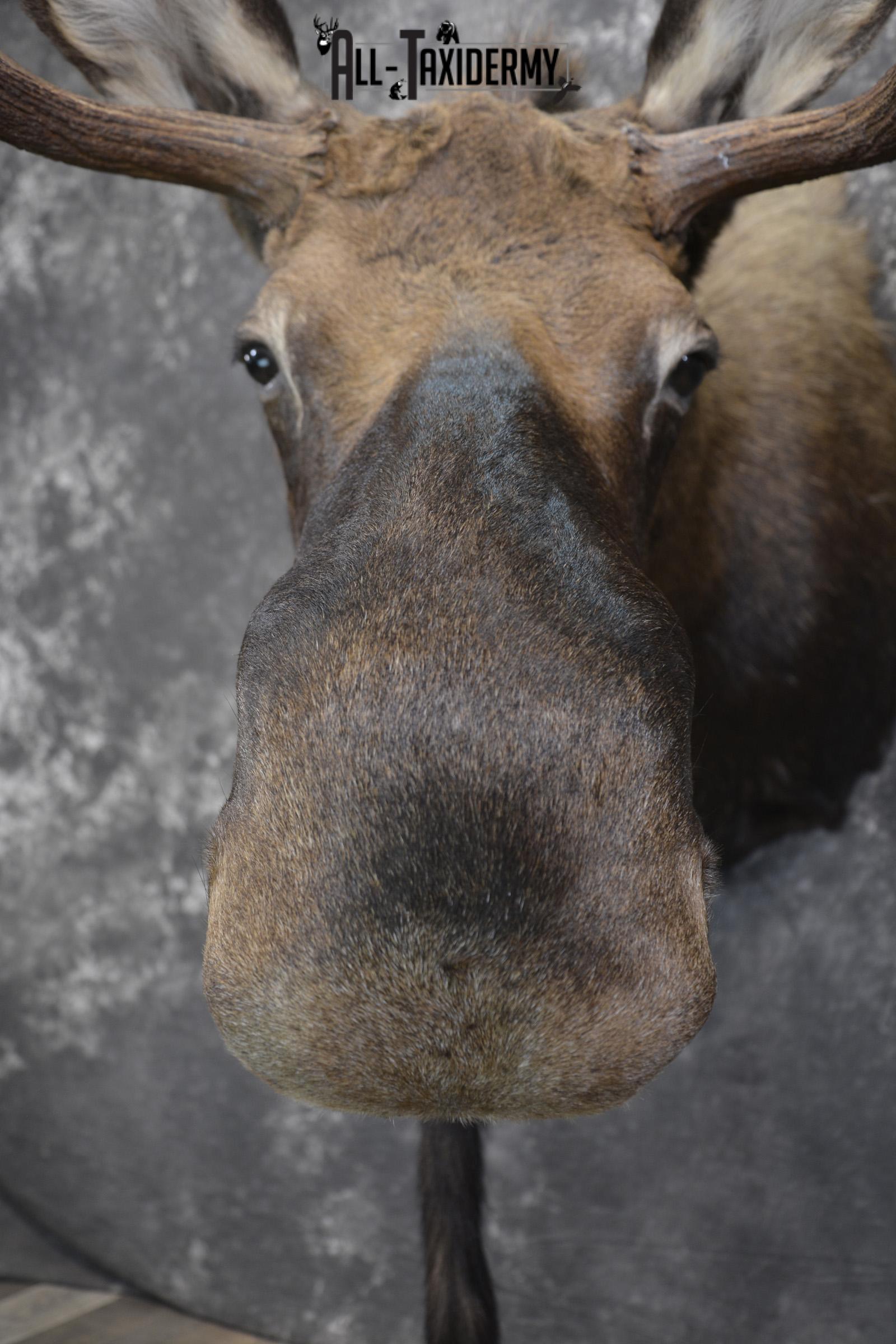 Shiras Moose taxidermy shoulder mount for sale * SKU 2088 - Image 3