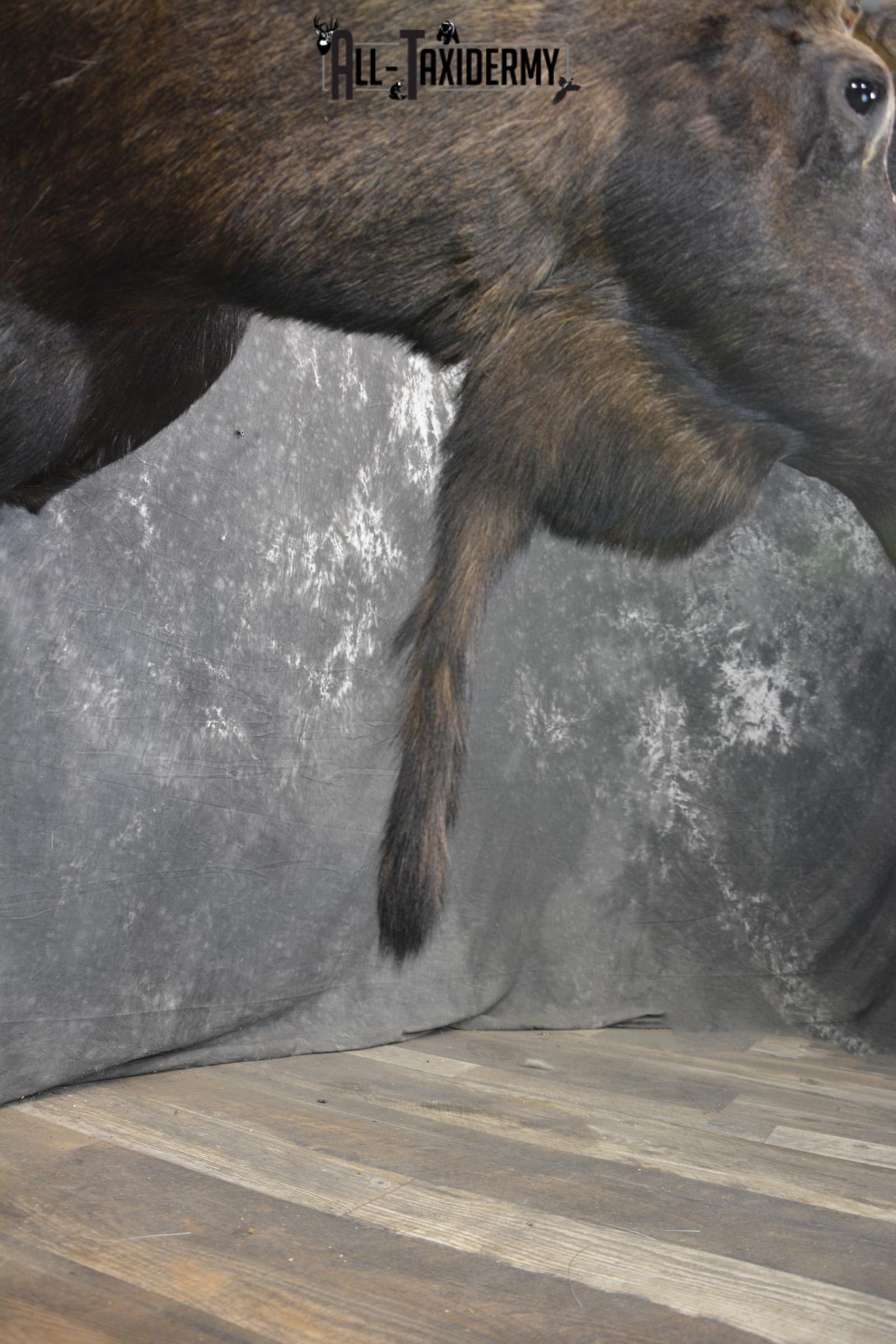 Shiras Moose taxidermy shoulder mount for sale * SKU 2088 - Image 2