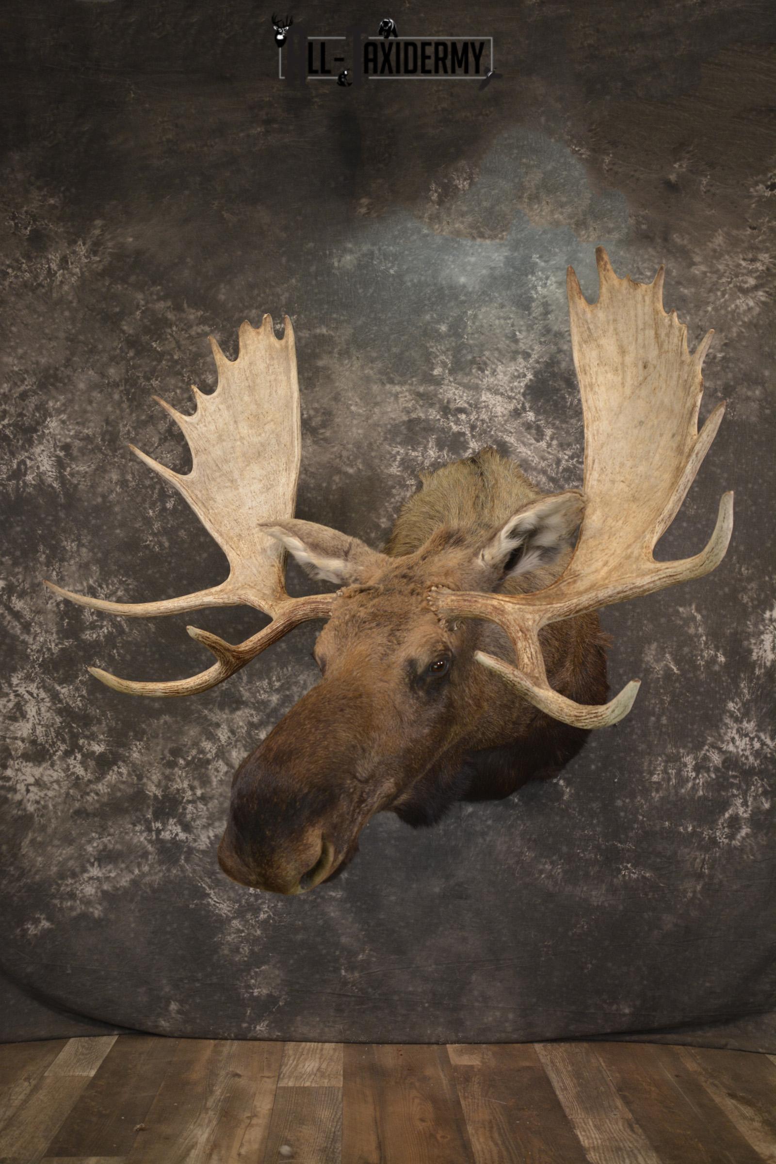 Western Moose taxidermy shoulder mount for sale * SKU 2048