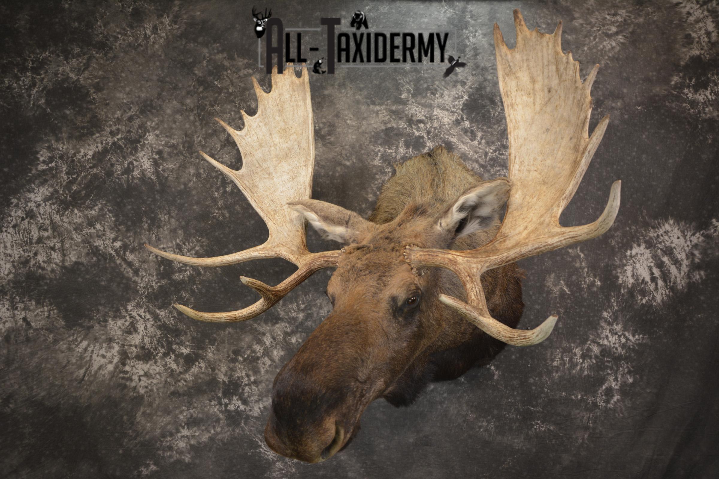 Western Moose taxidermy shoulder mount for sale * SKU 2048 - Image 9