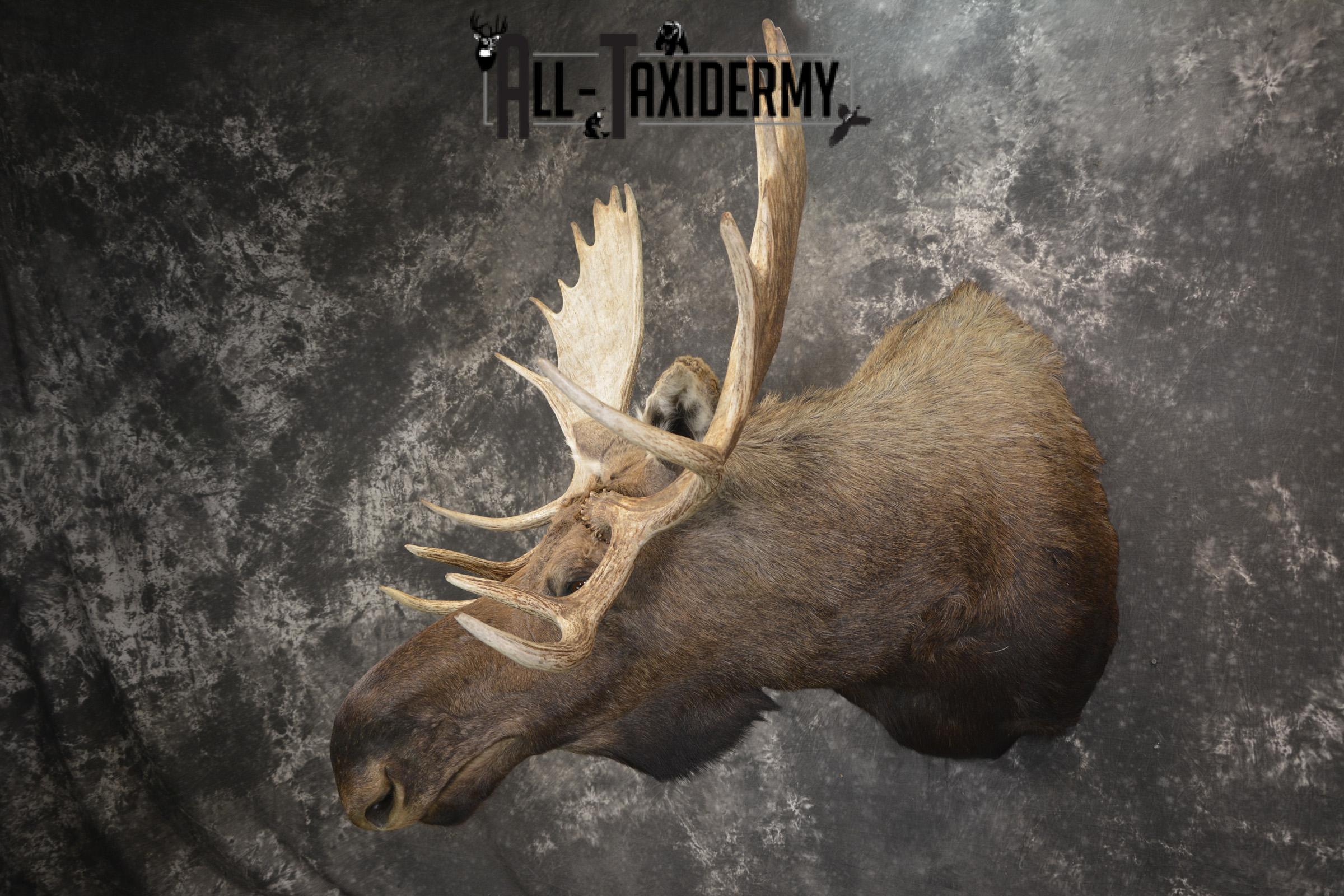 Western Moose taxidermy shoulder mount for sale * SKU 2048 - Image 8