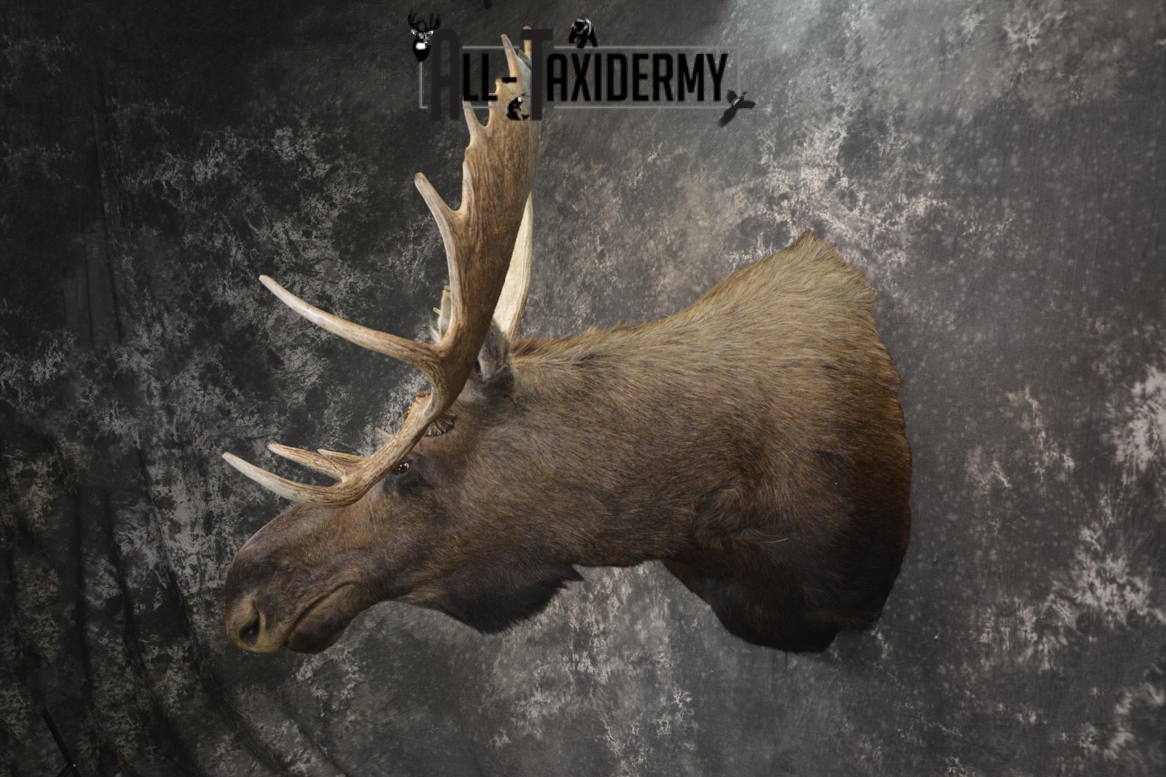 Western Moose taxidermy shoulder mount for sale * SKU 2048 - Image 7