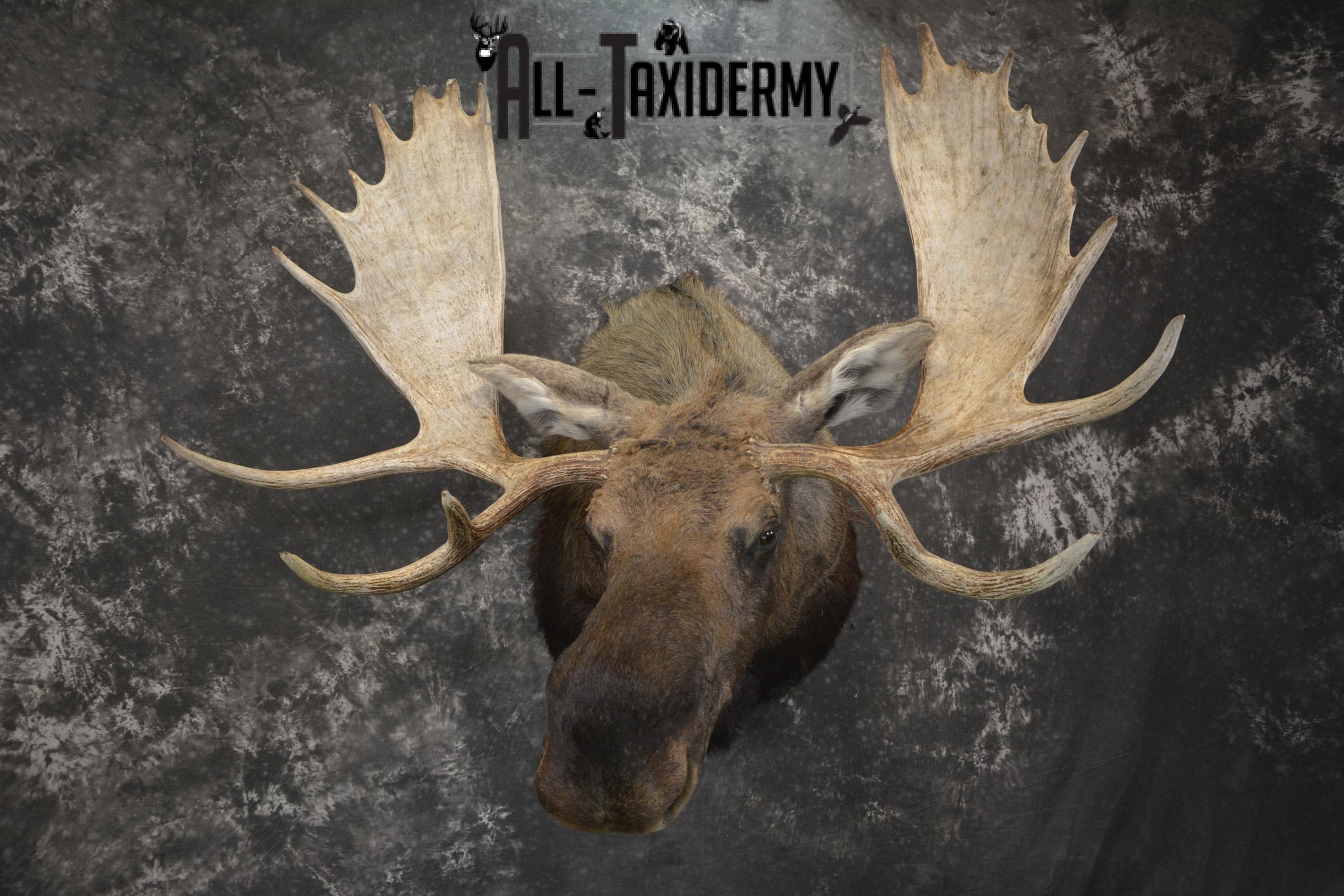 Western Moose taxidermy shoulder mount for sale * SKU 2048 - Image 6